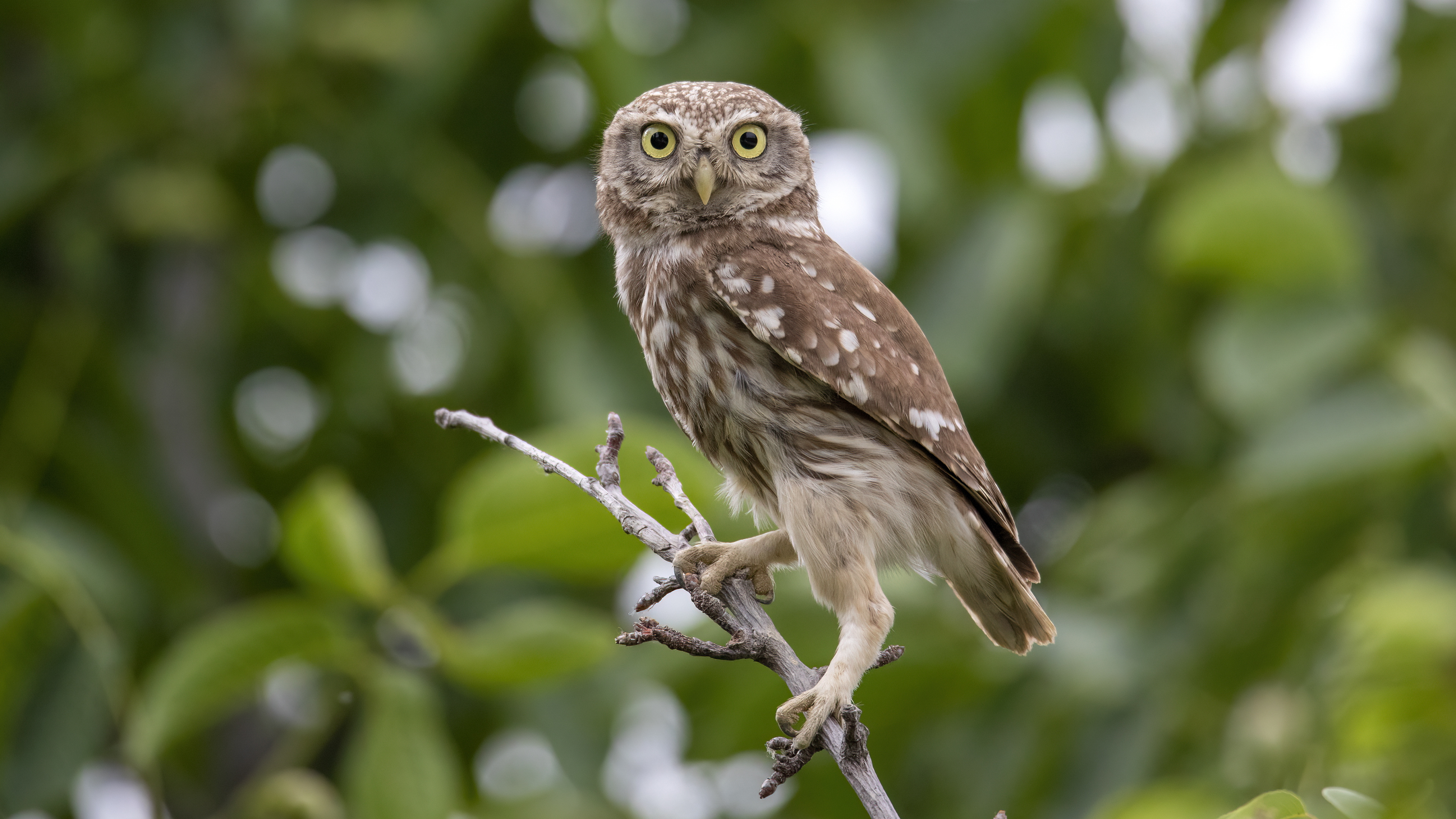 Kukumav » Little Owl » Athene noctua