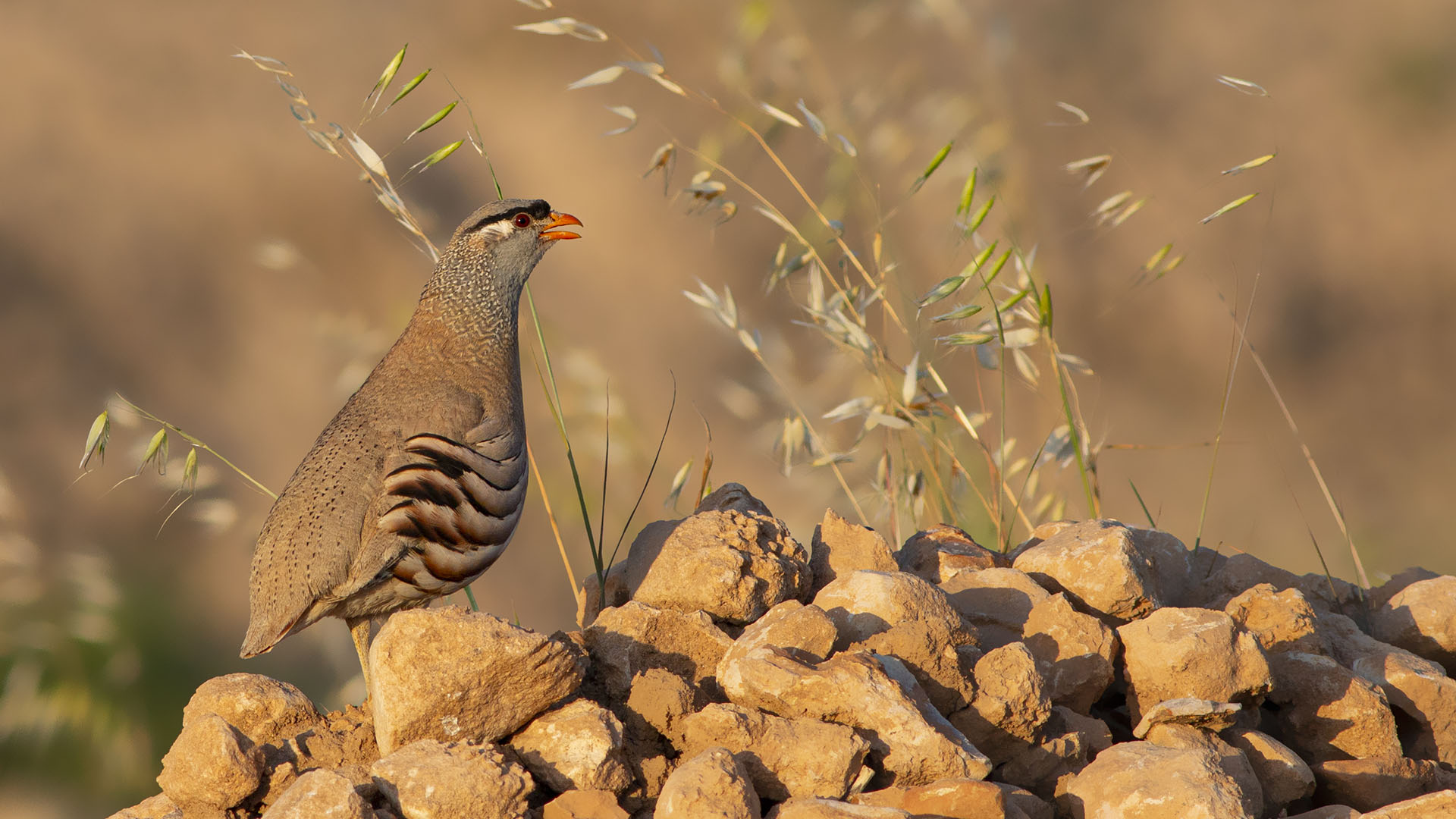 Kum kekliği » See-see Partridge » Ammoperdix griseogularis