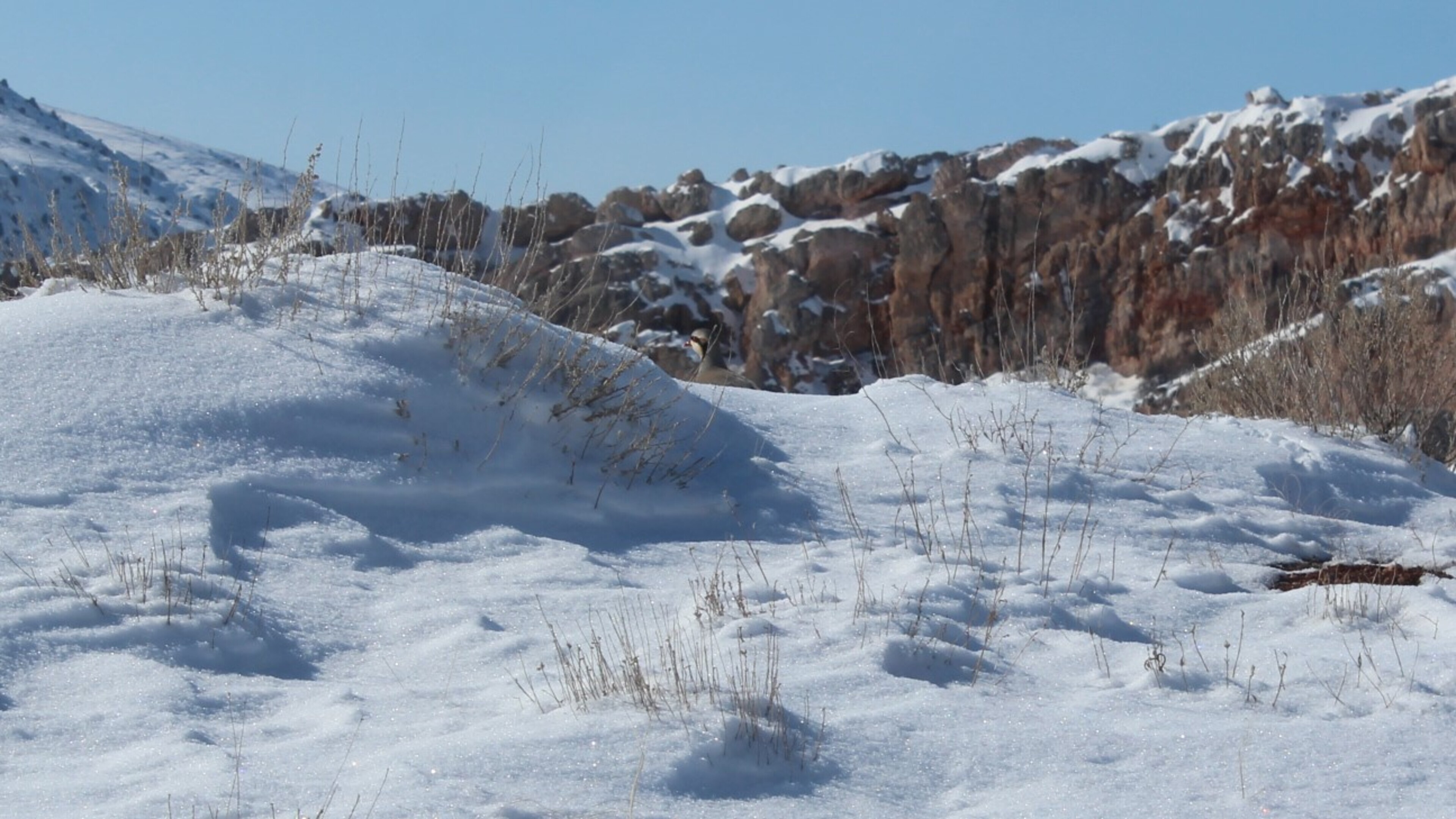 Kınalı keklik » Chukar Partridge » Alectoris chukar