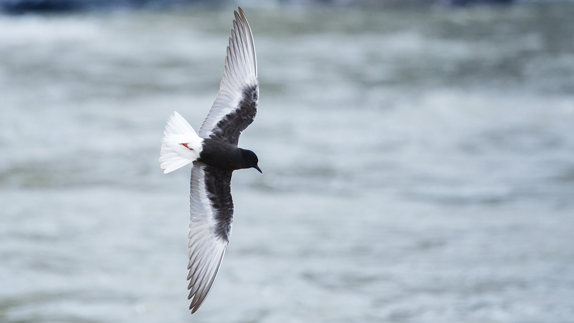 Akkanatlı sumru » White-winged Tern » Chlidonias leucopterus