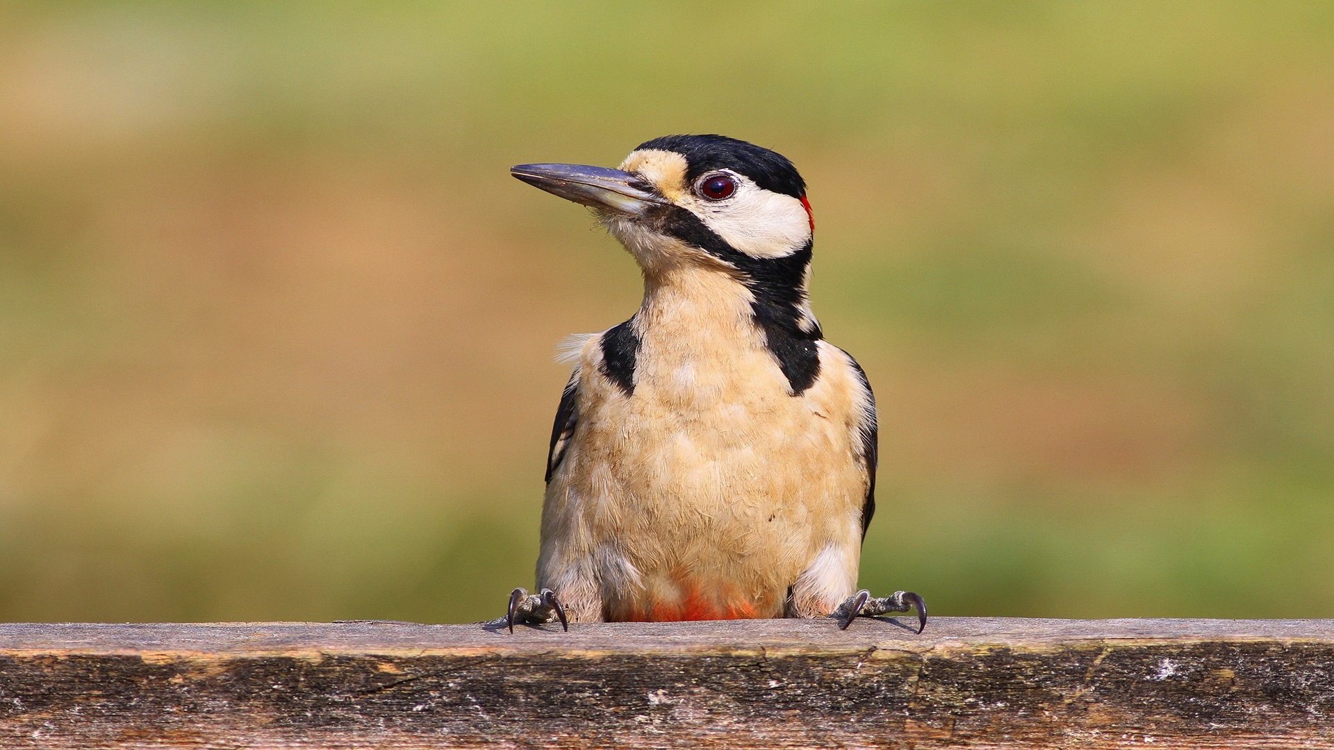 Orman alaca ağaçkakanı » Great Spotted Woodpecker » Dendrocopos major