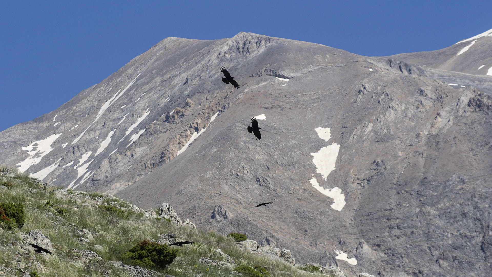 Kırmızıgagalı dağ kargası » Red-billed Chough » Pyrrhocorax pyrrhocorax