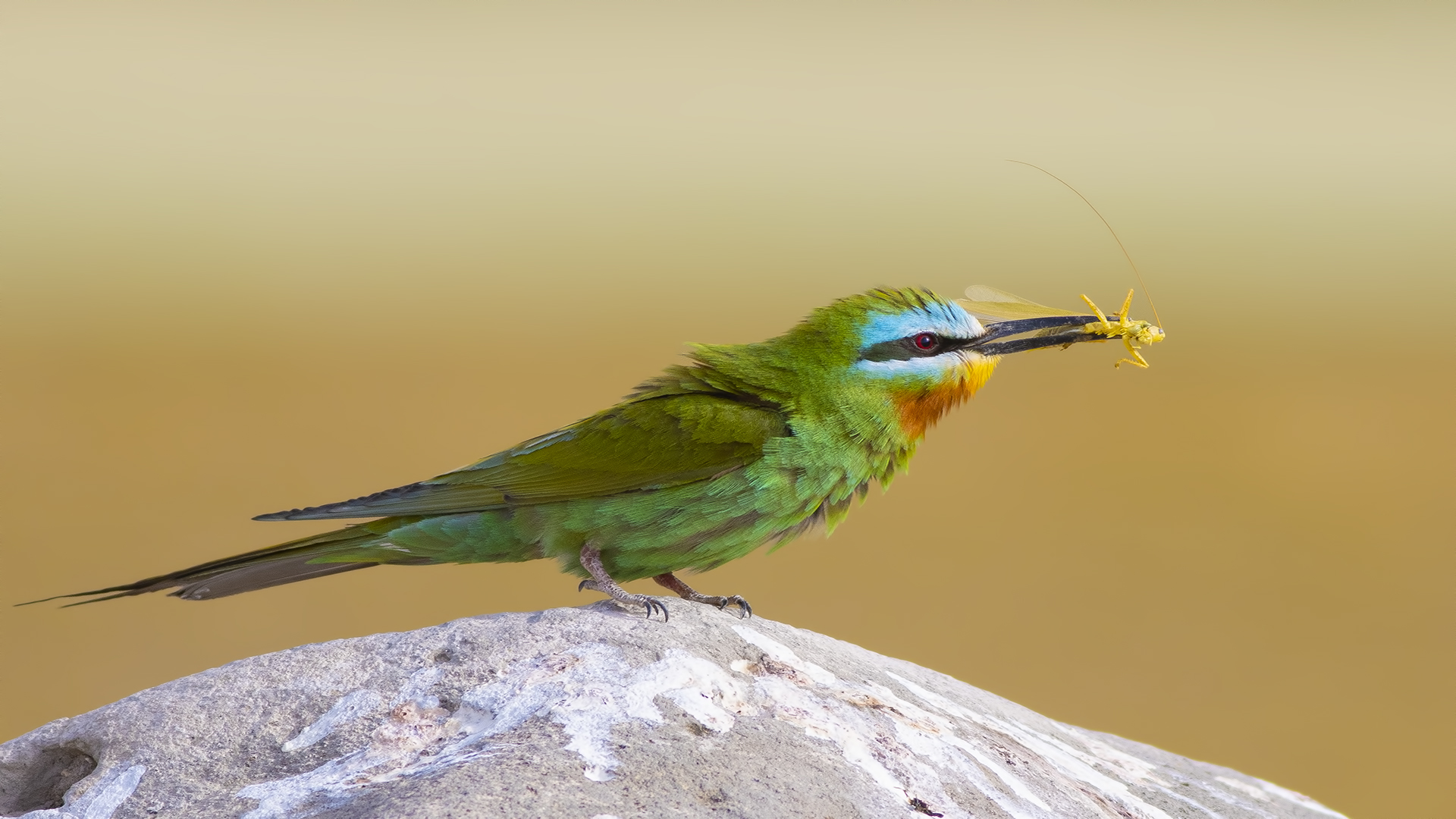 Yeşil arıkuşu » Blue-cheeked Bee-eater » Merops persicus