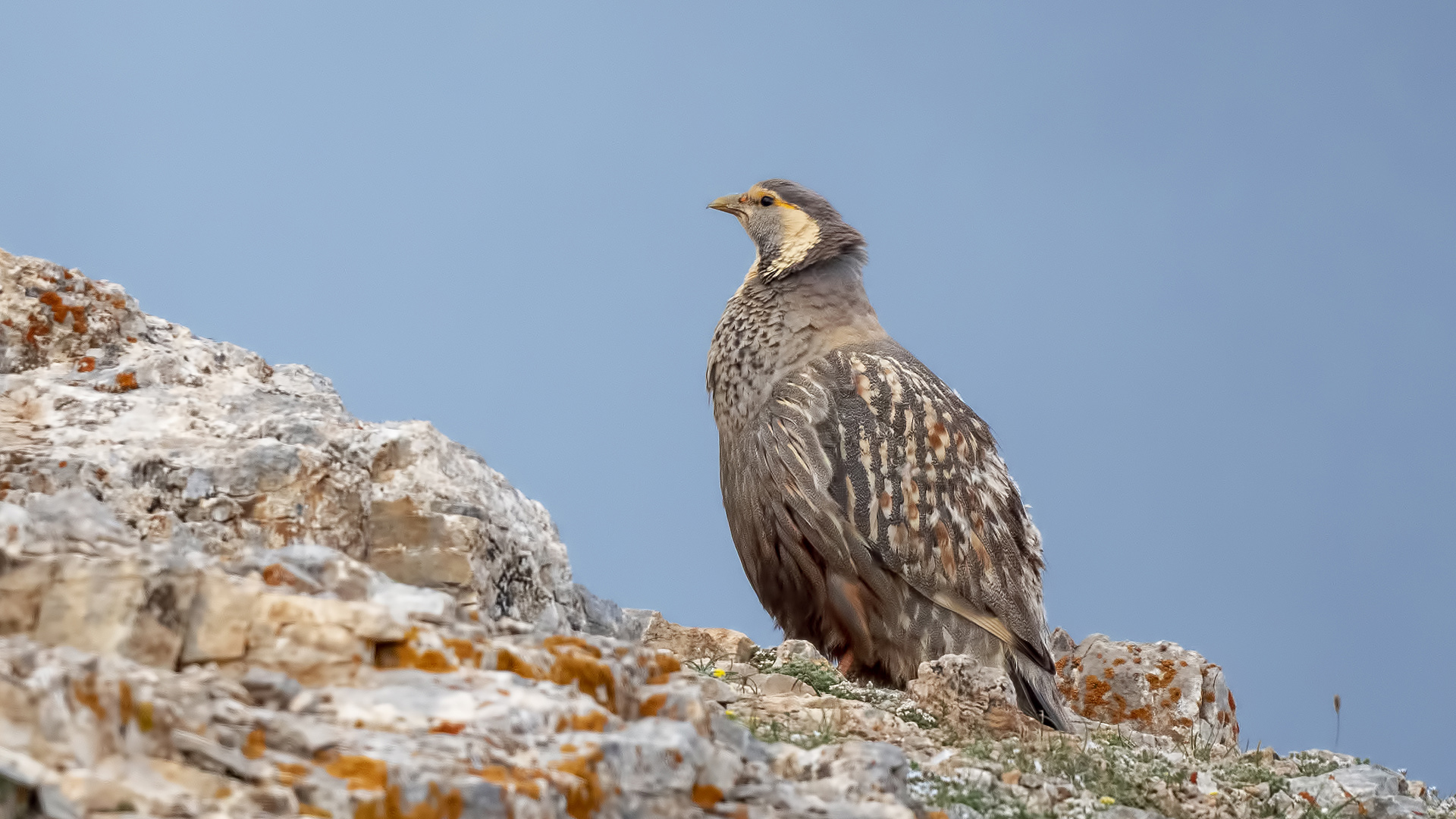 Urkeklik » Caspian Snowcock » Tetraogallus caspius