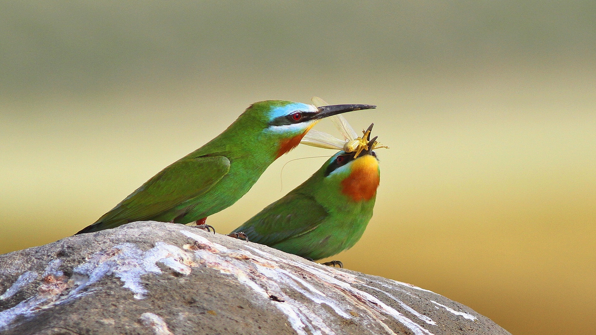 Yeşil arıkuşu » Blue-cheeked Bee-eater » Merops persicus