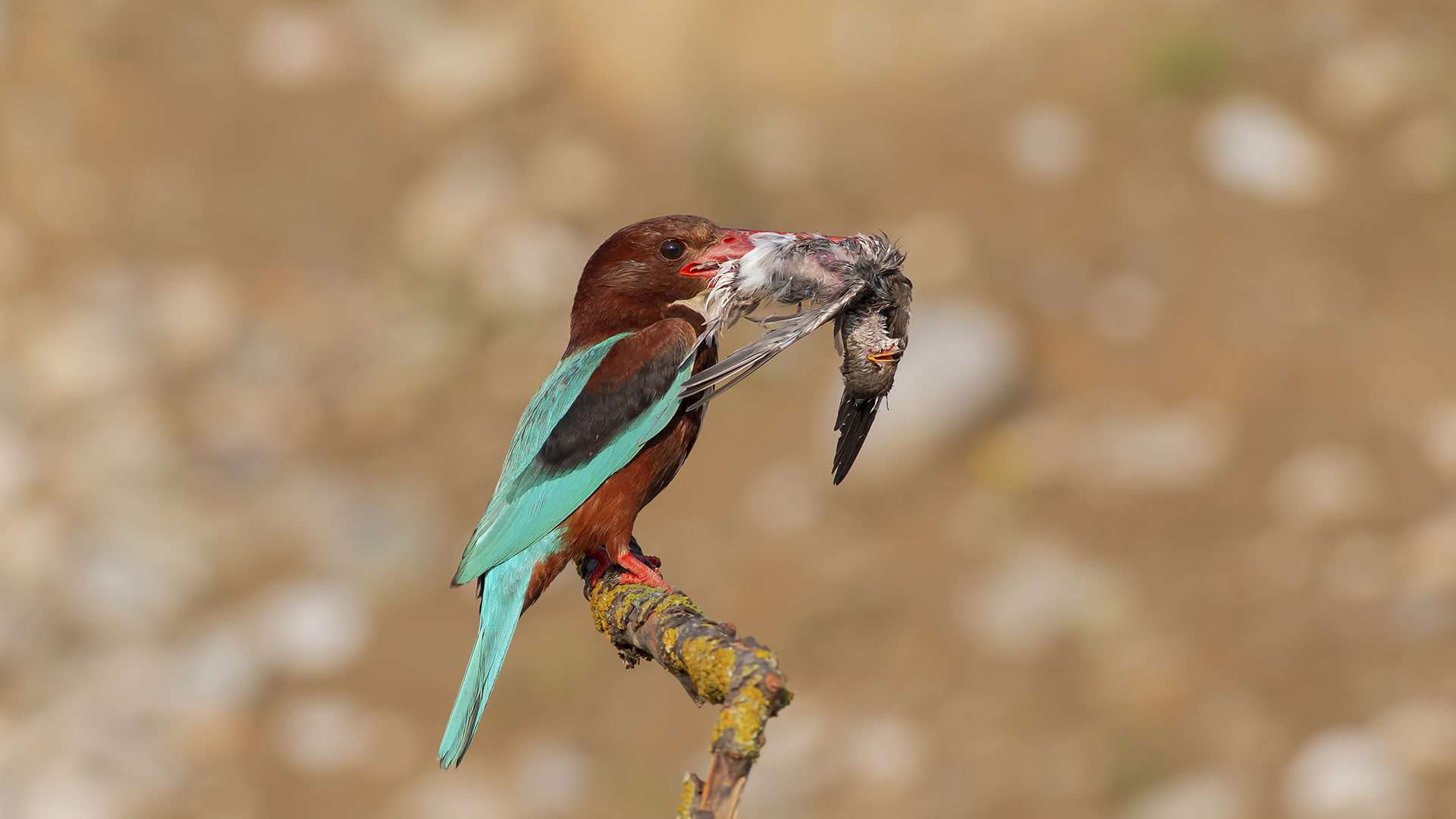 İzmir yalıçapkını » White-throated Kingfisher » Halcyon smyrnensis