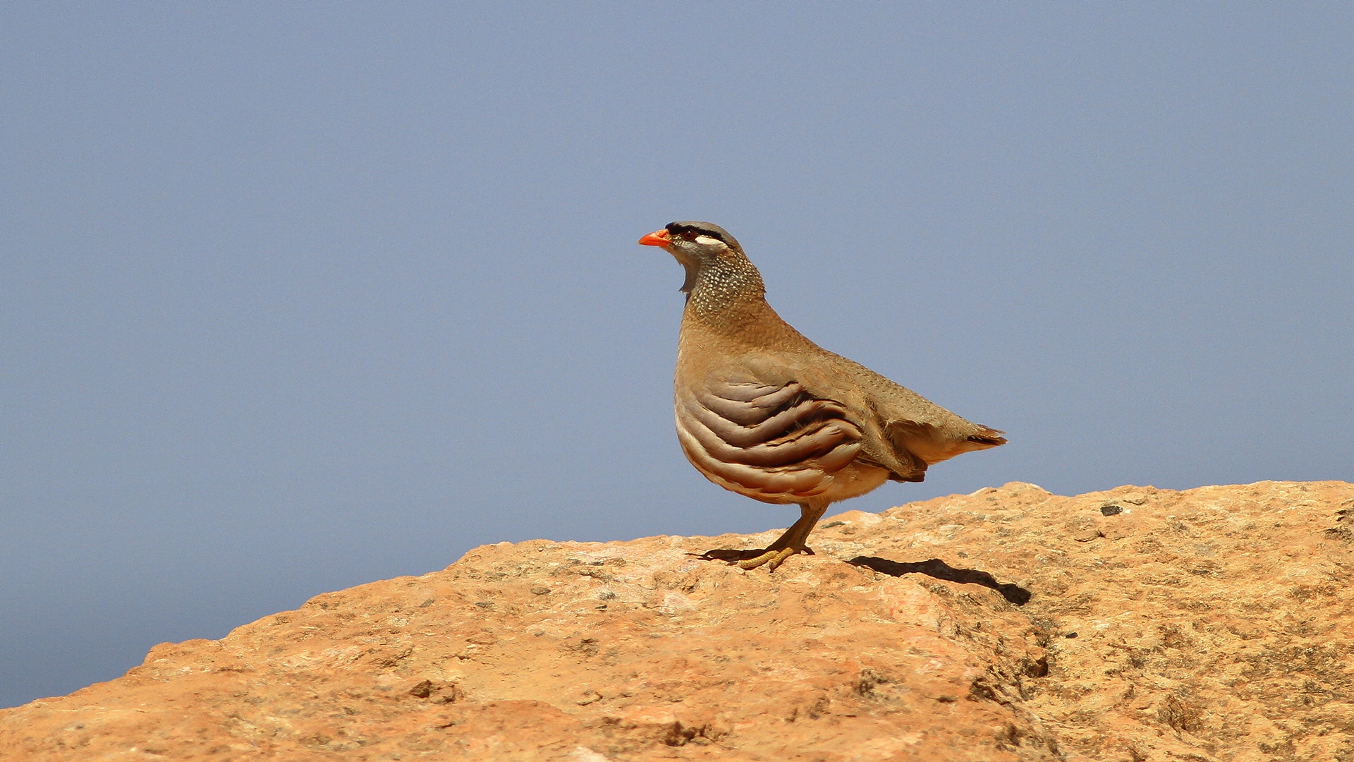 Kum kekliği » See-see Partridge » Ammoperdix griseogularis