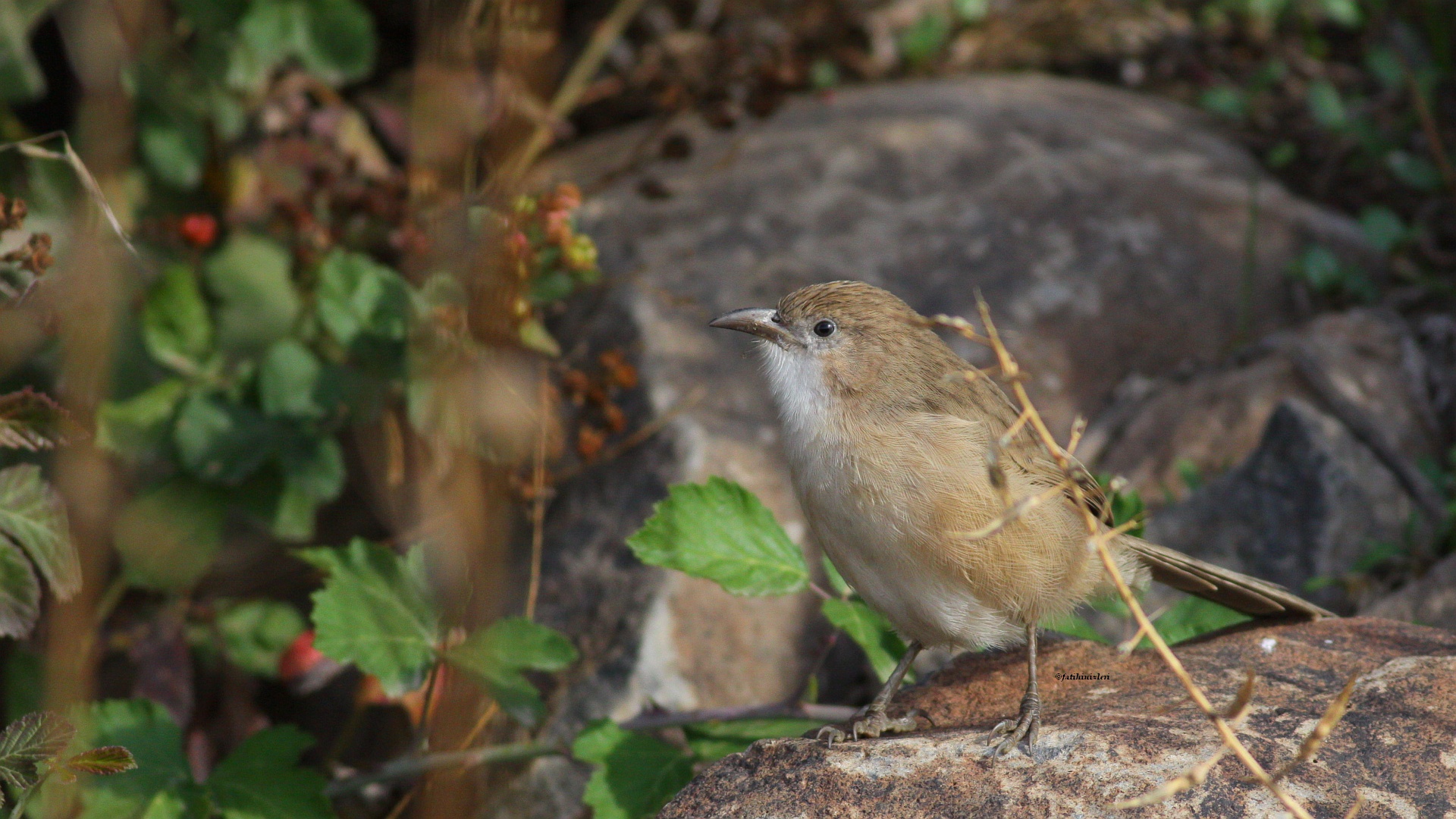 Irak yedikardeşi » Iraq Babbler » Argya altirostris