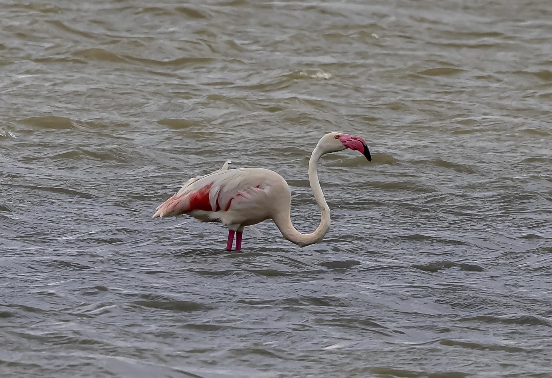 Flamingo