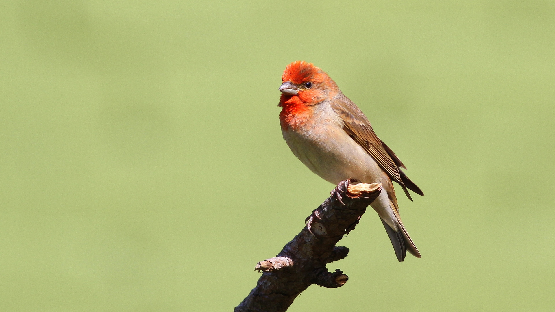 Çütre » Common Rosefinch » Carpodacus erythrinus