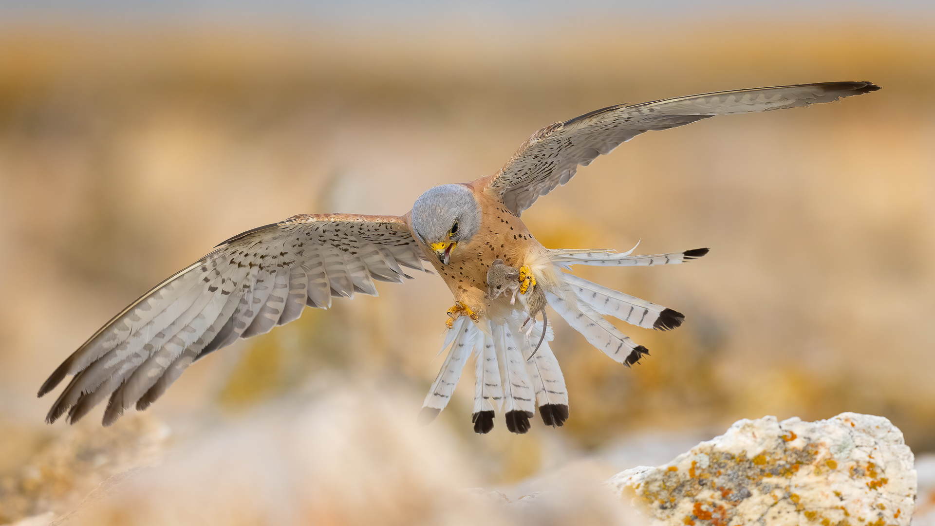 Küçük kerkenez » Lesser Kestrel » Falco naumanni