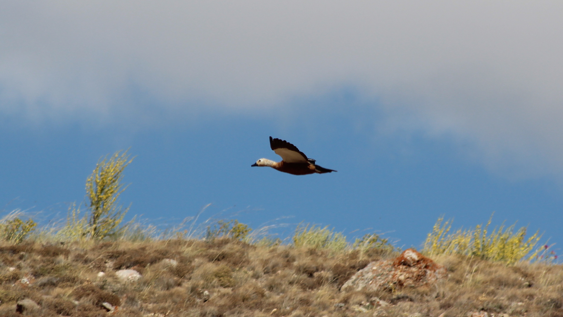 Angıt » Ruddy Shelduck » Tadorna ferruginea