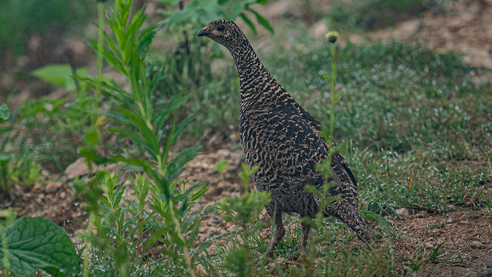 Dağhorozu