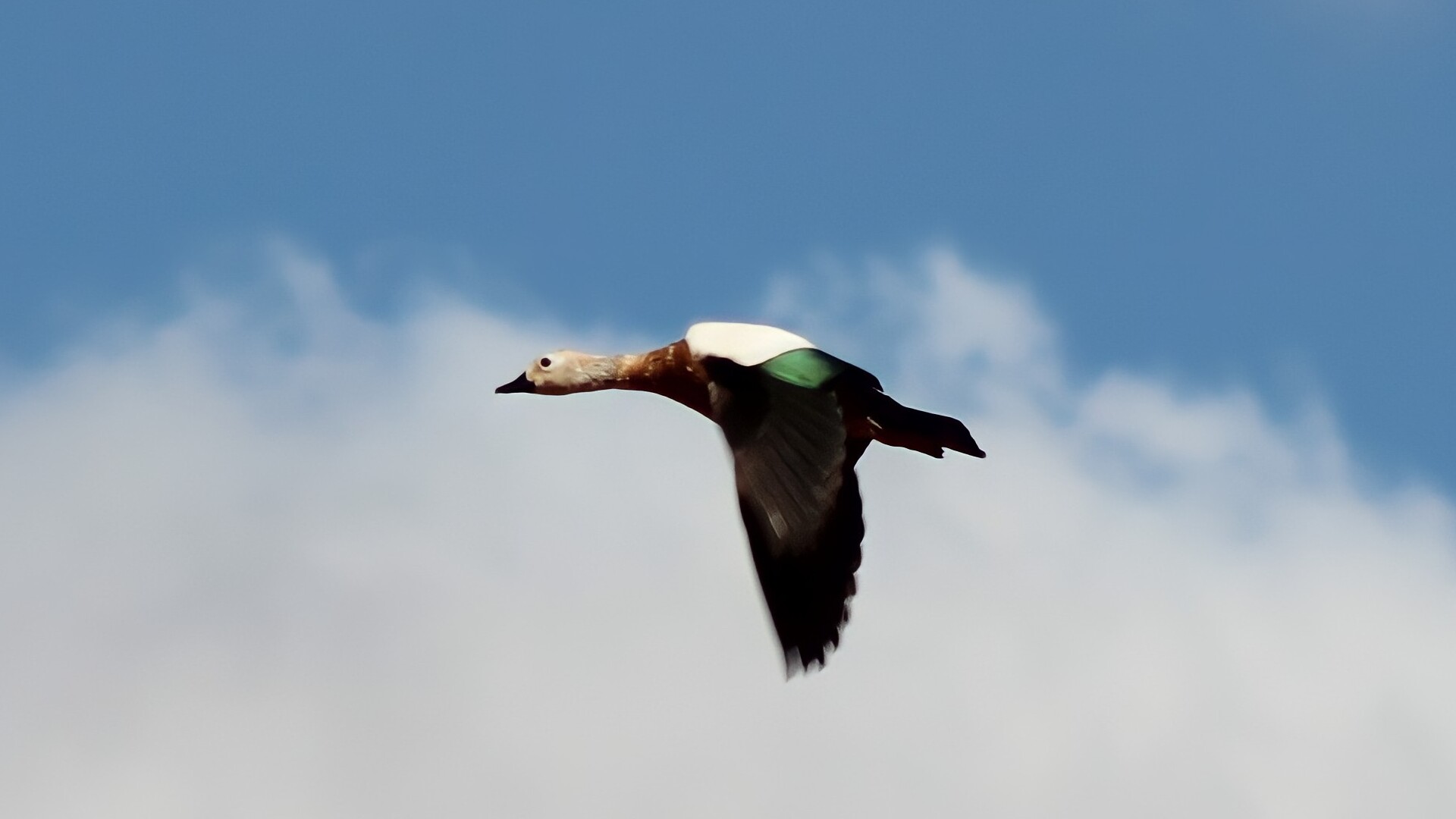 Angıt » Ruddy Shelduck » Tadorna ferruginea