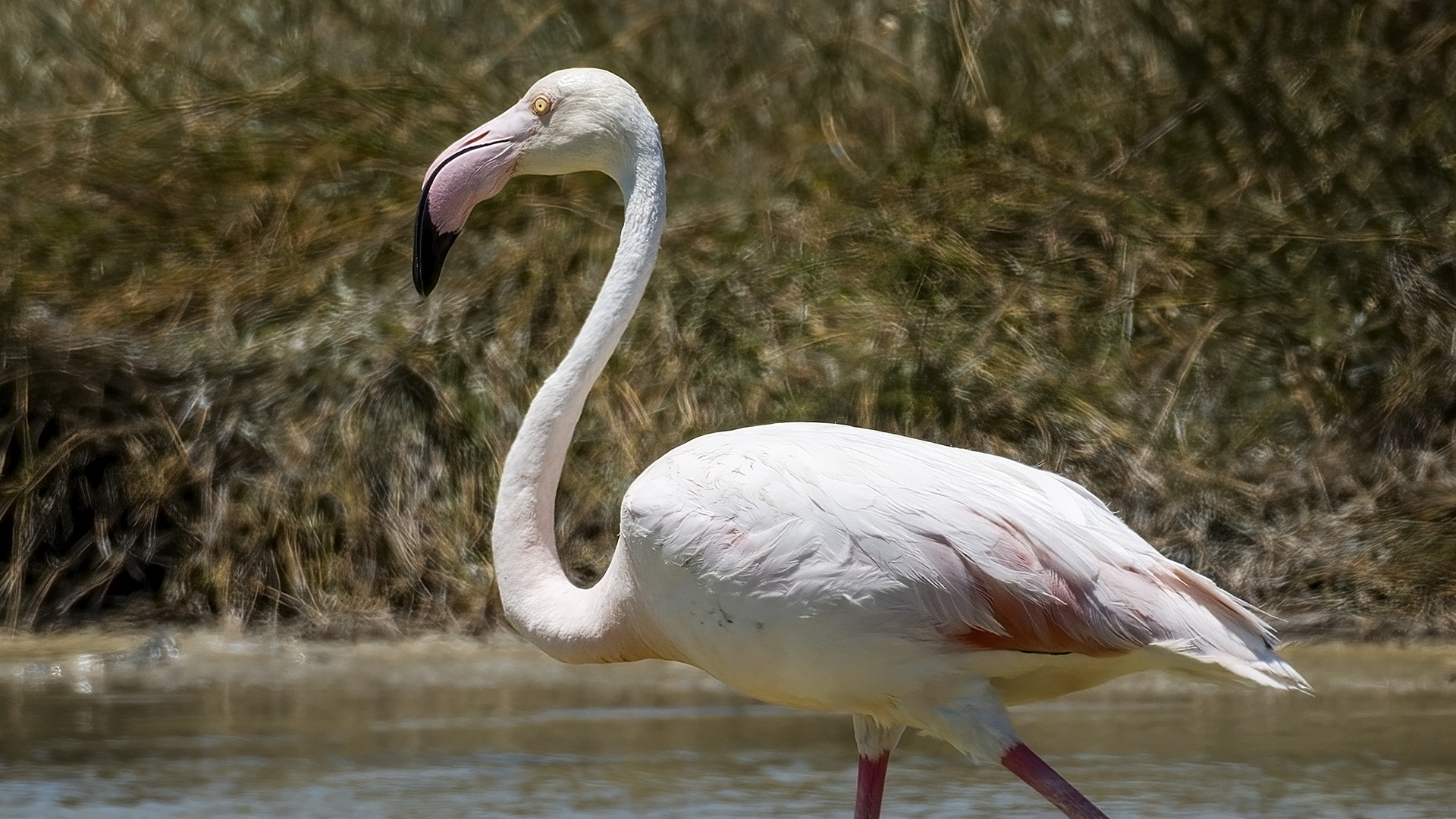 Flamingo