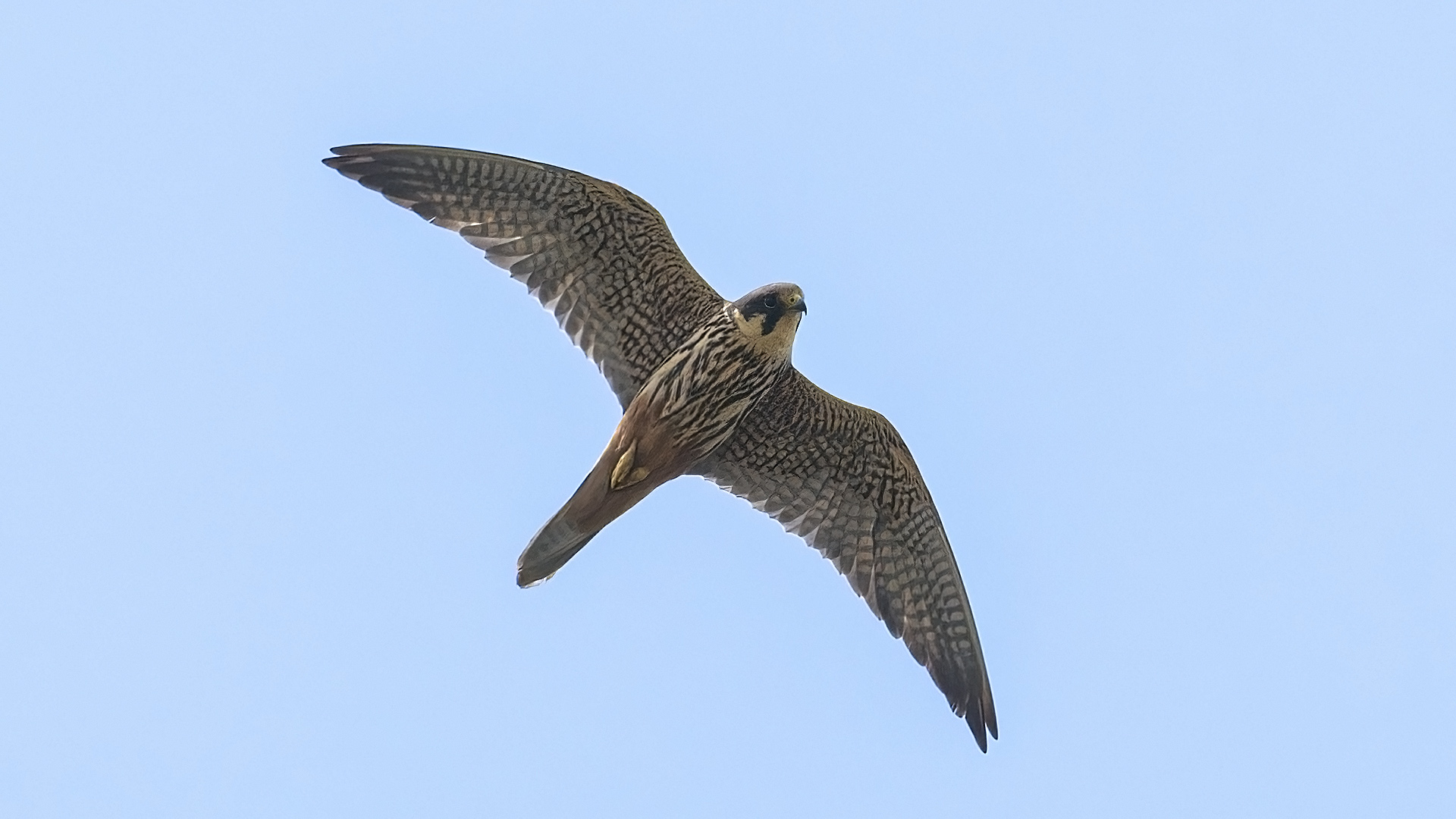 Delice doğan » Eurasian Hobby » Falco subbuteo