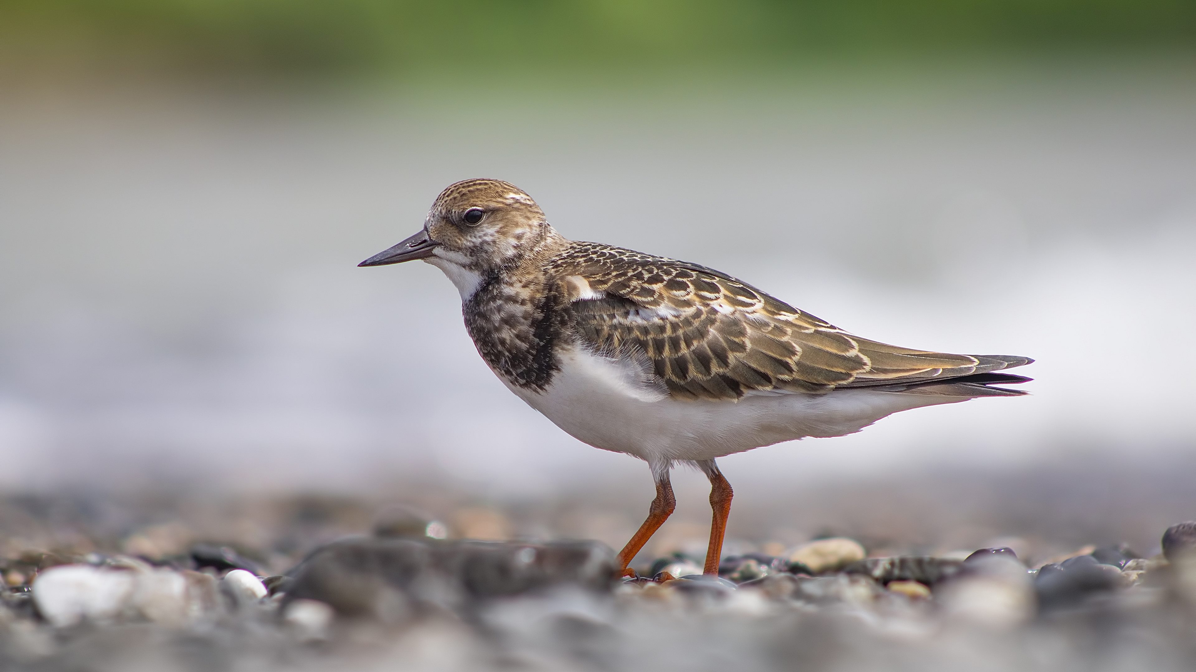 Taşçeviren » Ruddy Turnstone » Arenaria interpres