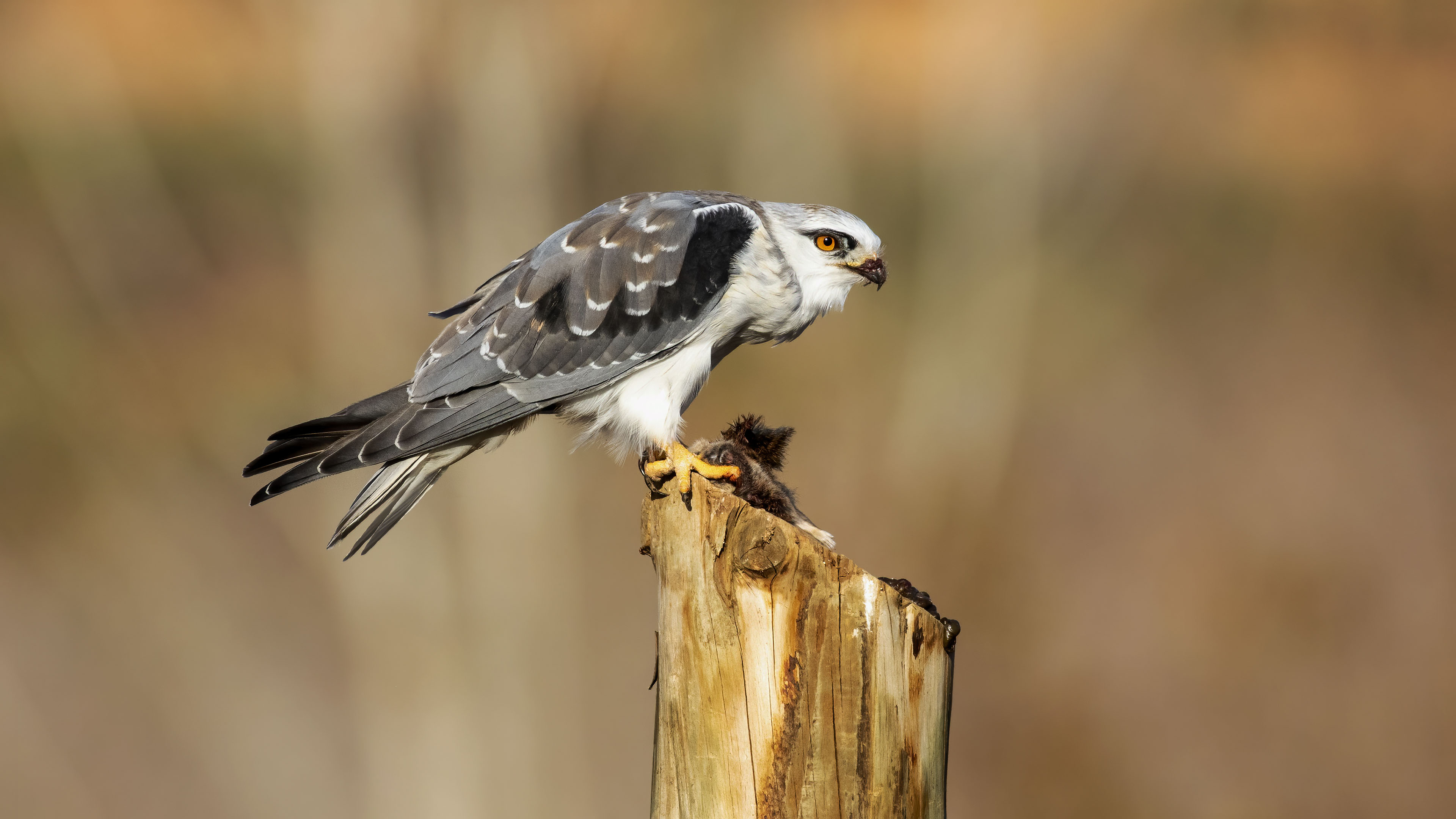 Ak çaylak » Black-winged Kite » Elanus caeruleus