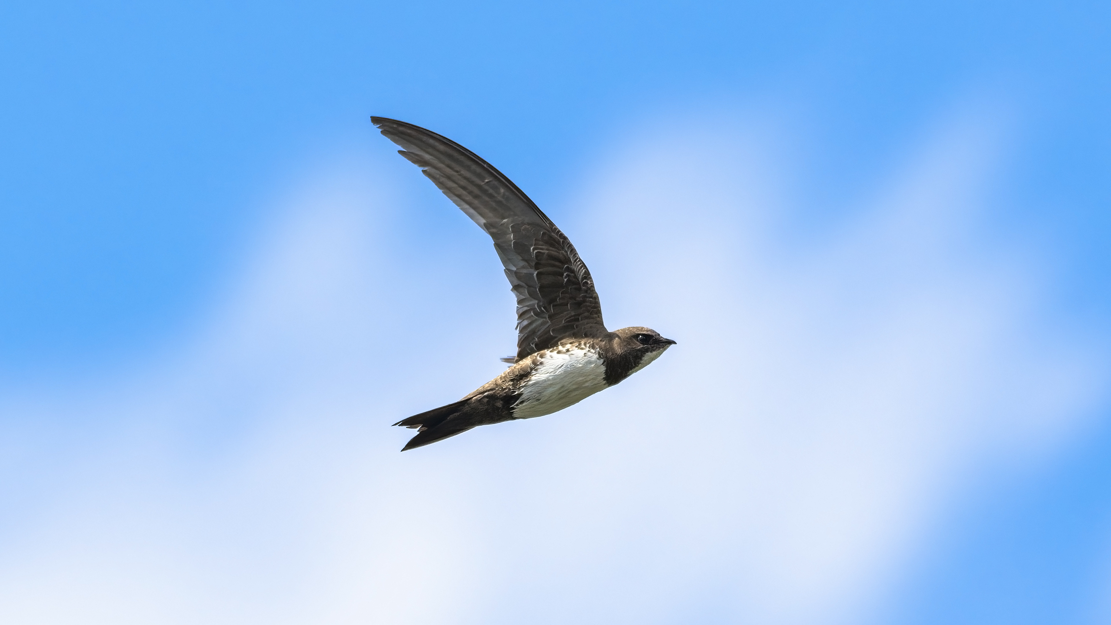 Akkarınlı ebabil » Alpine Swift » Tachymarptis melba