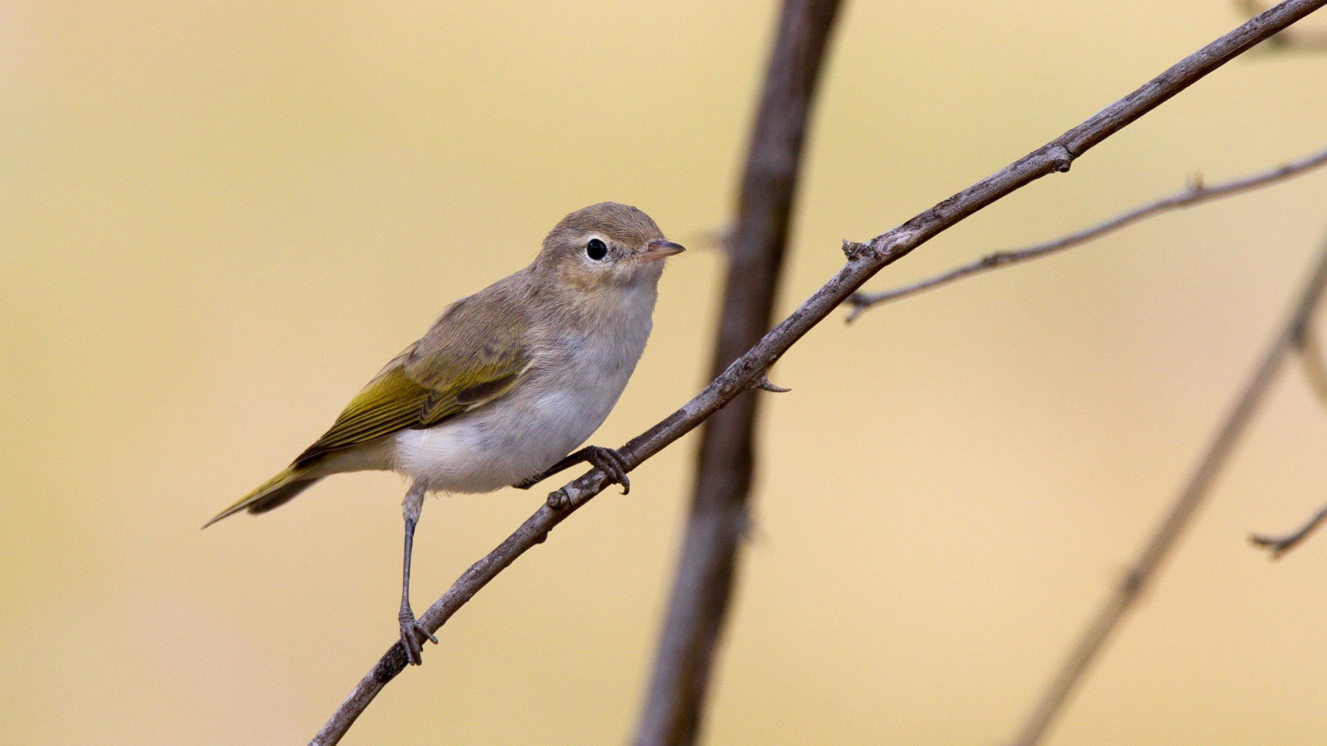 Boz çıvgın » Eastern Bonelli`s Warbler » Phylloscopus orientalis