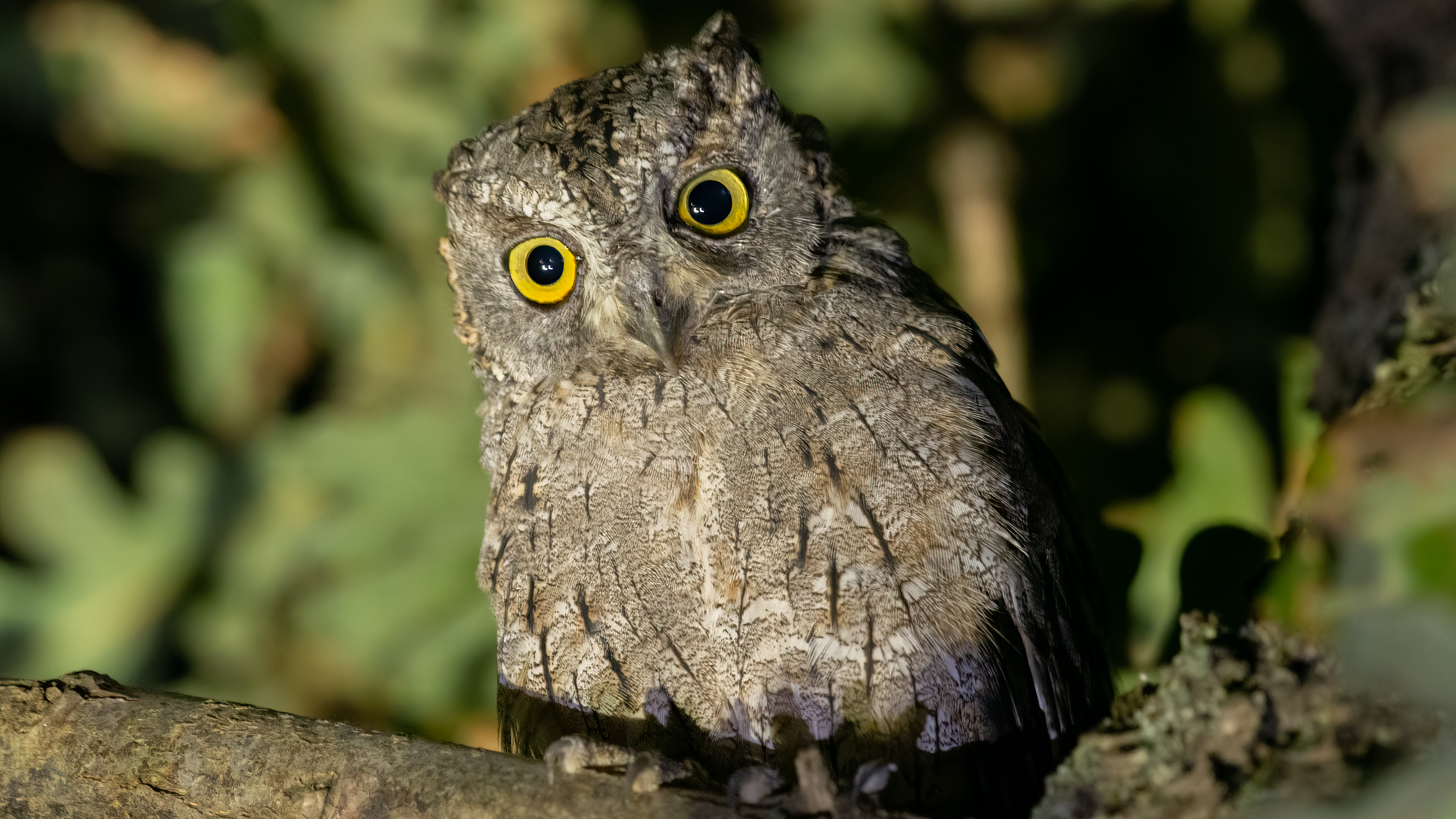 İshakkuşu » Eurasian Scops Owl » Otus scops