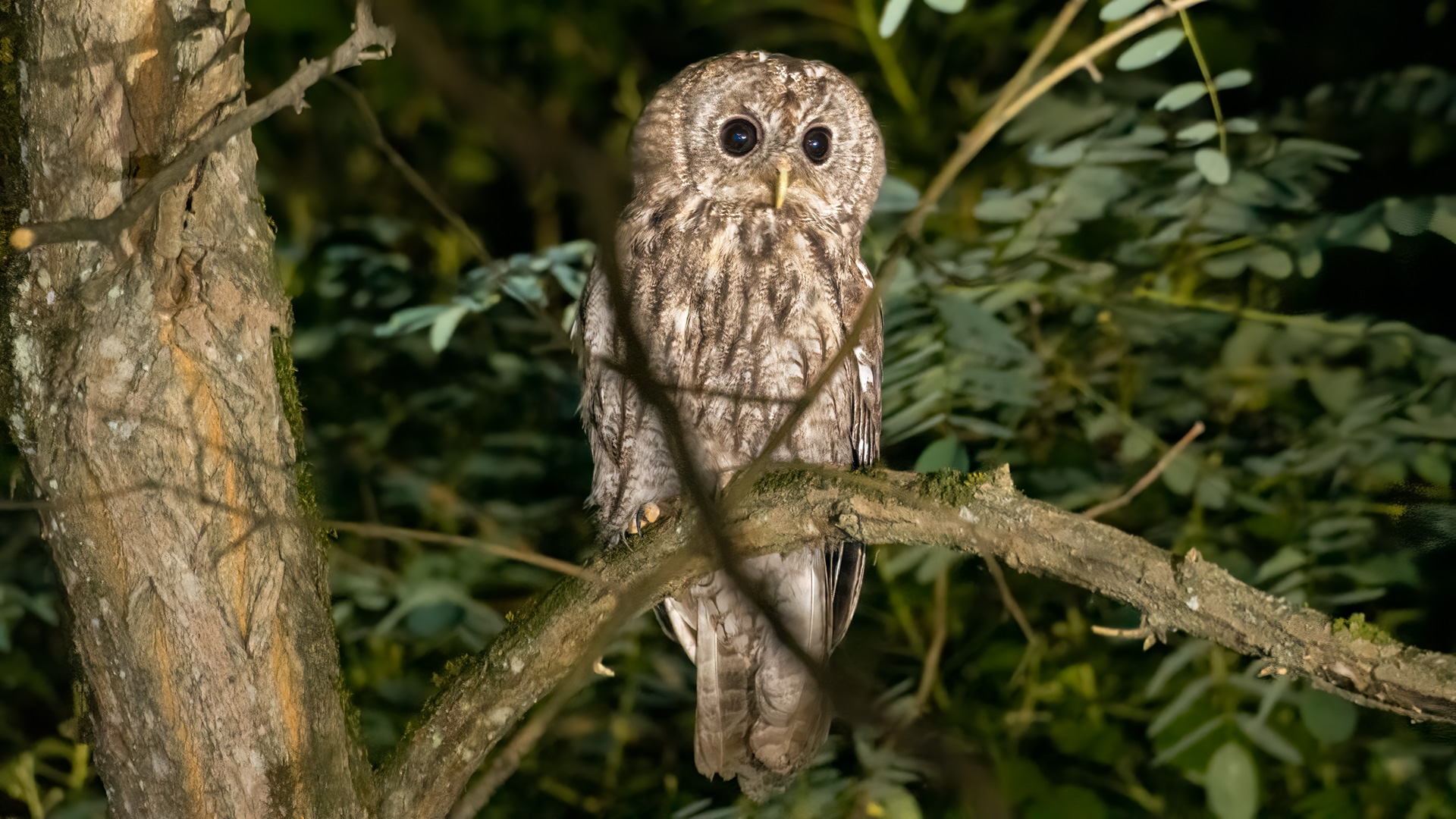 Alaca baykuş » Tawny Owl » Strix aluco