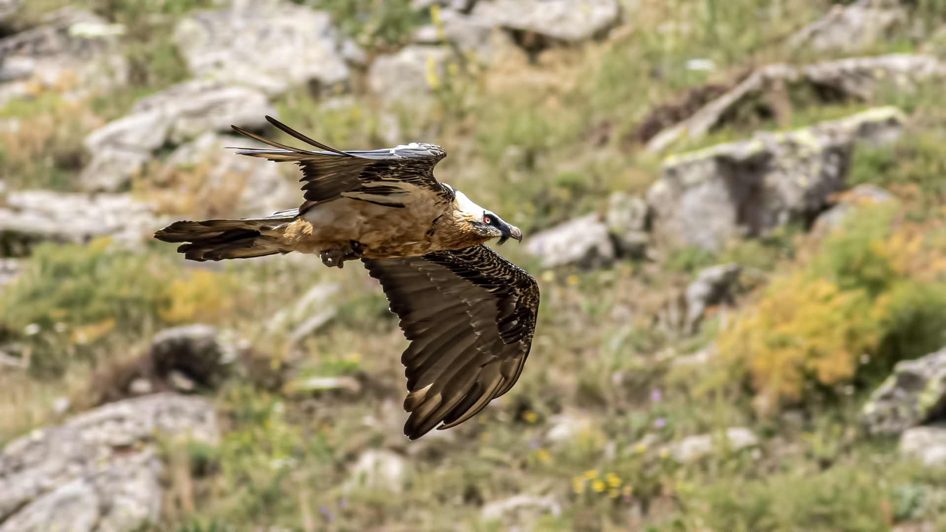 Sakallı akbaba » Bearded Vulture » Gypaetus barbatus