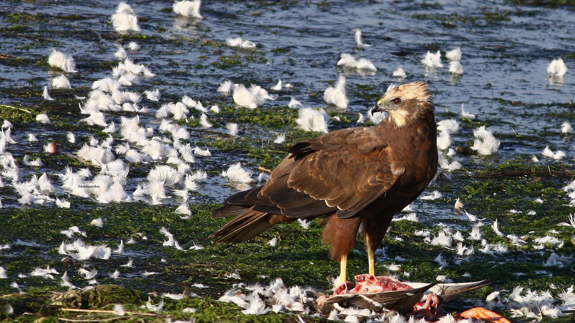 Saz delicesi » Western Marsh Harrier » Circus aeruginosus