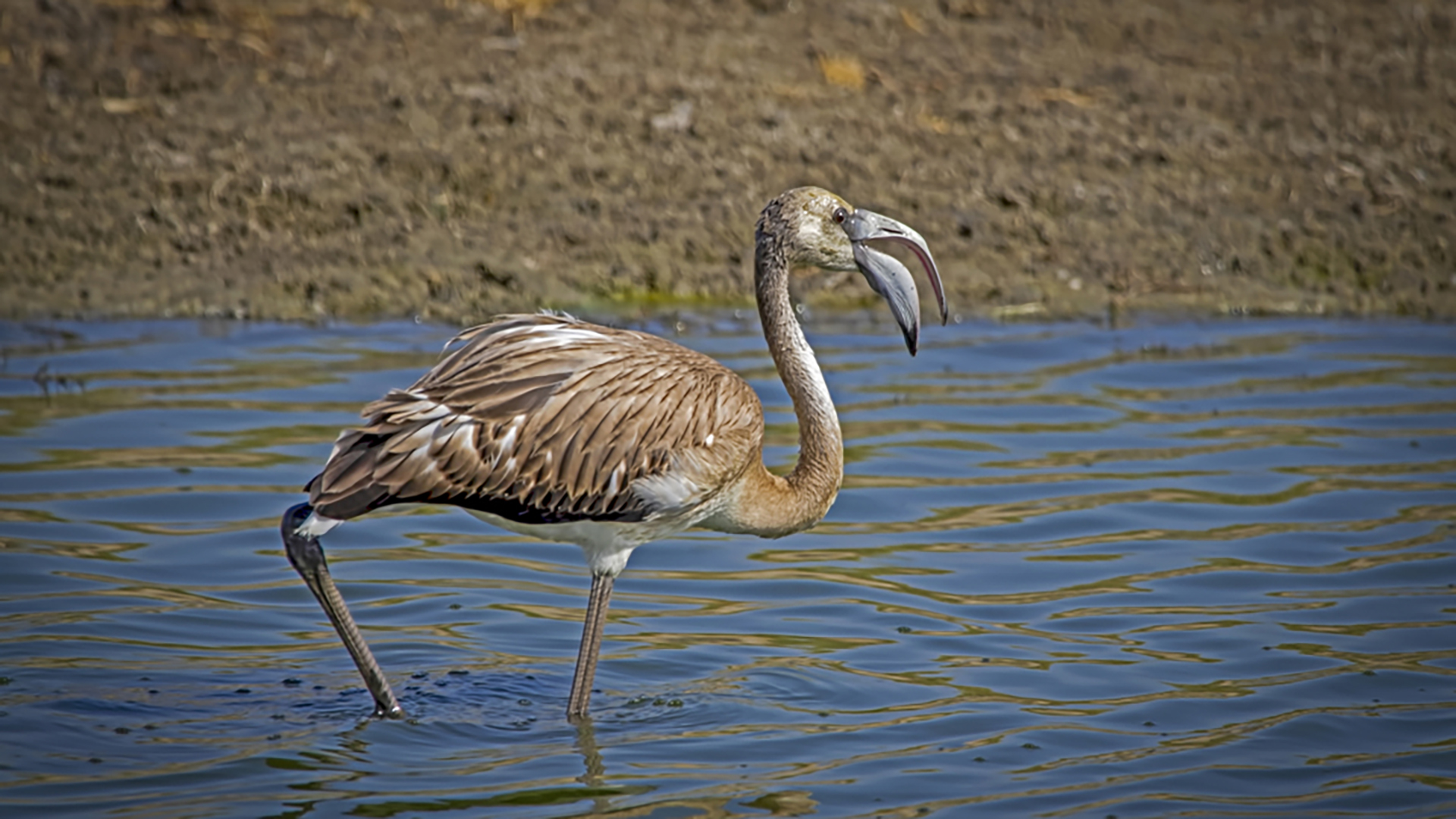 Flamingo