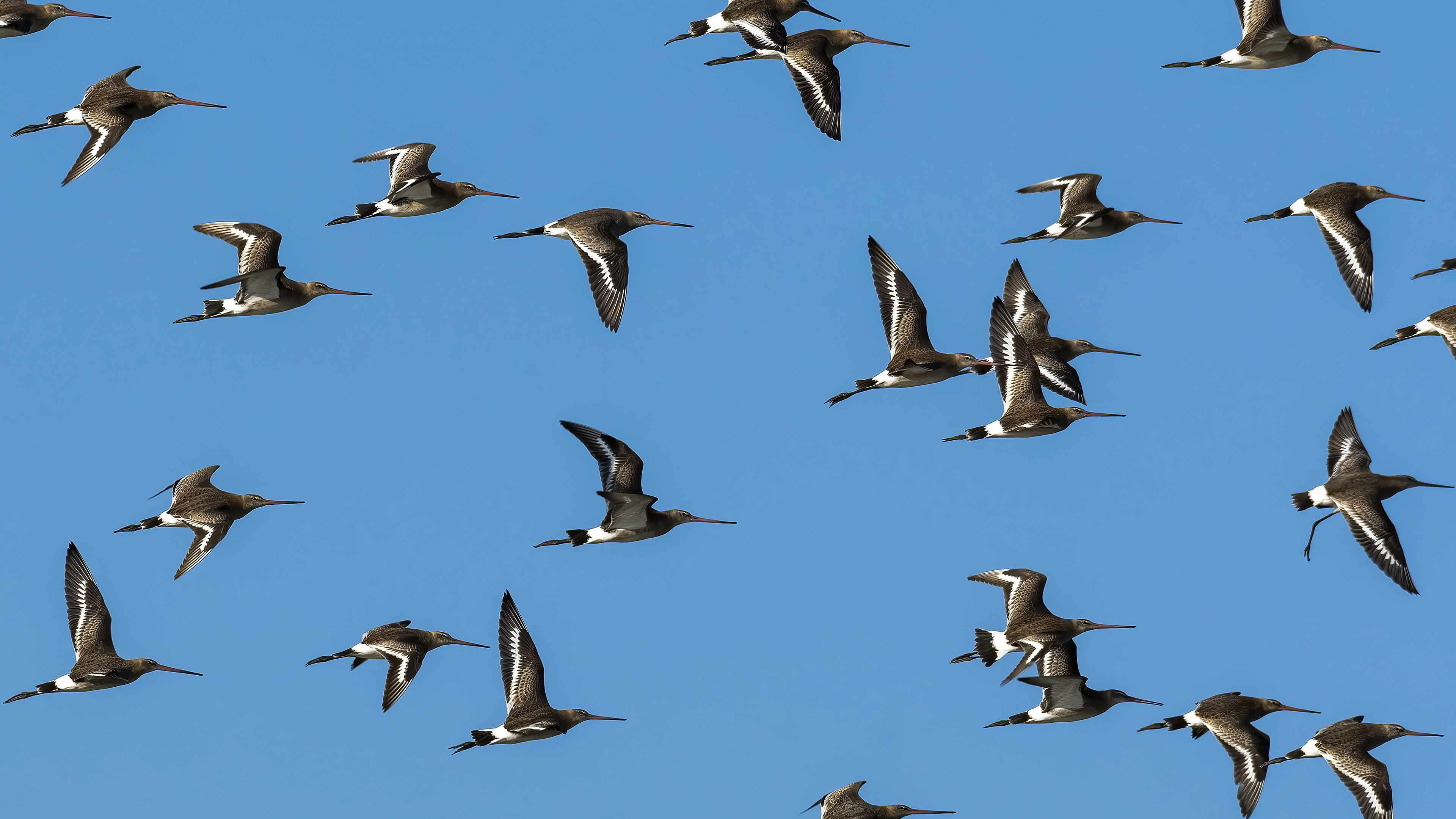 Çamurçulluğu » Black-tailed Godwit » Limosa limosa