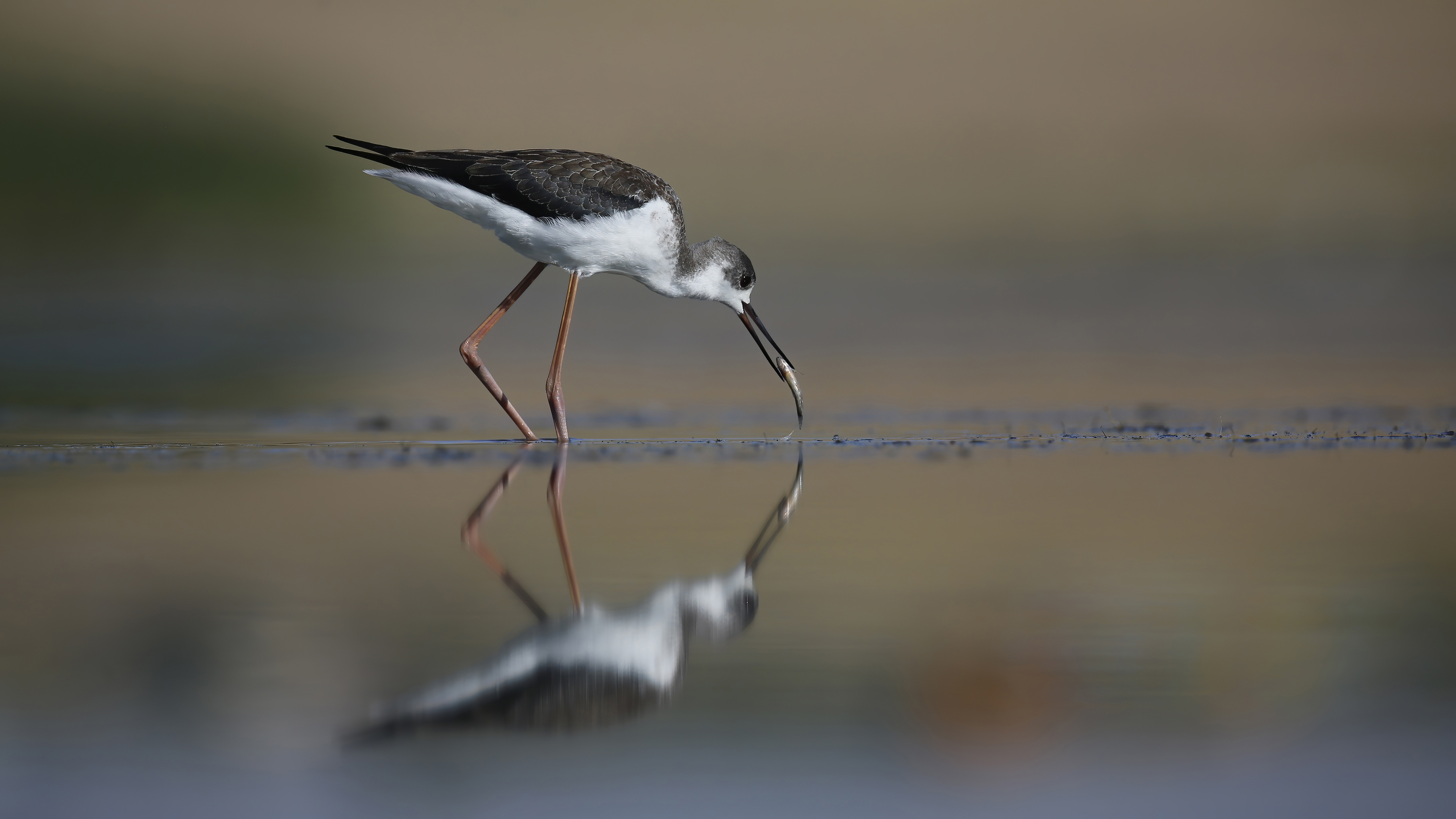 Uzunbacak » Black-winged Stilt » Himantopus himantopus