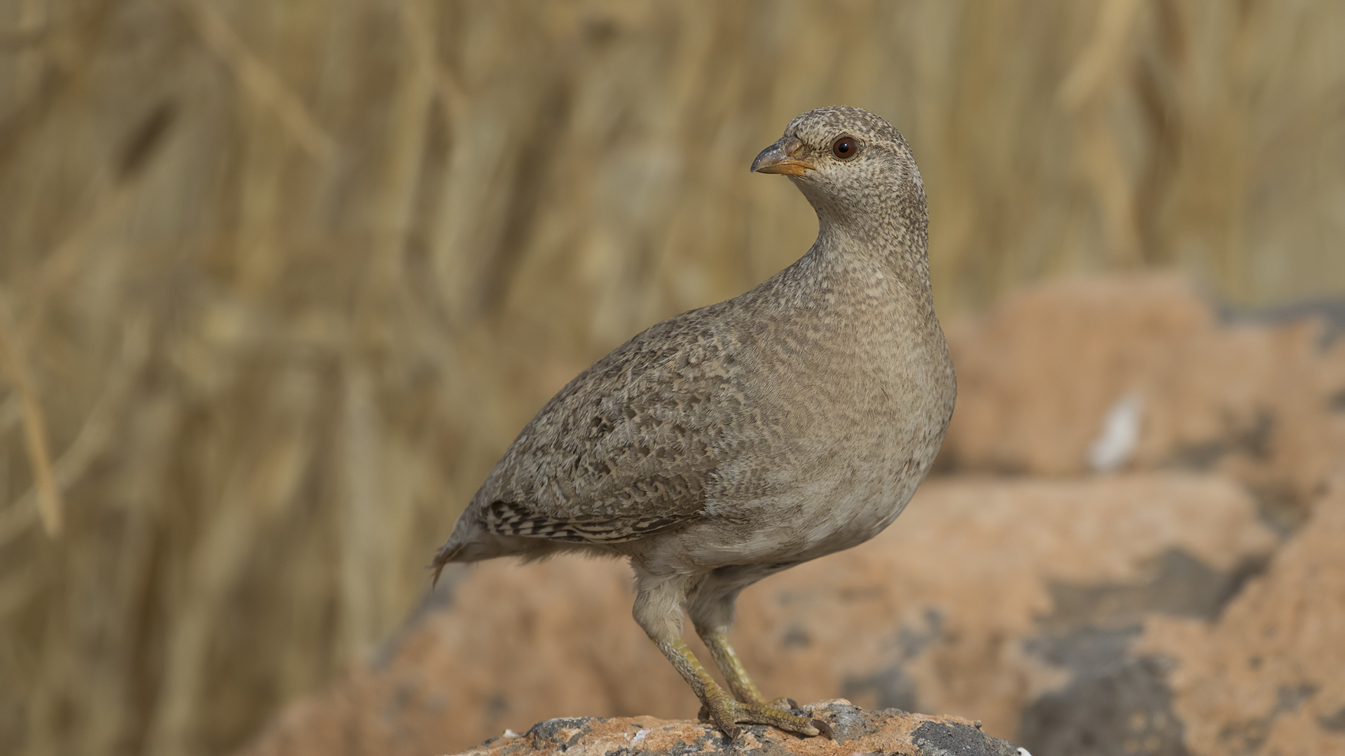 Kum kekliği » See-see Partridge » Ammoperdix griseogularis