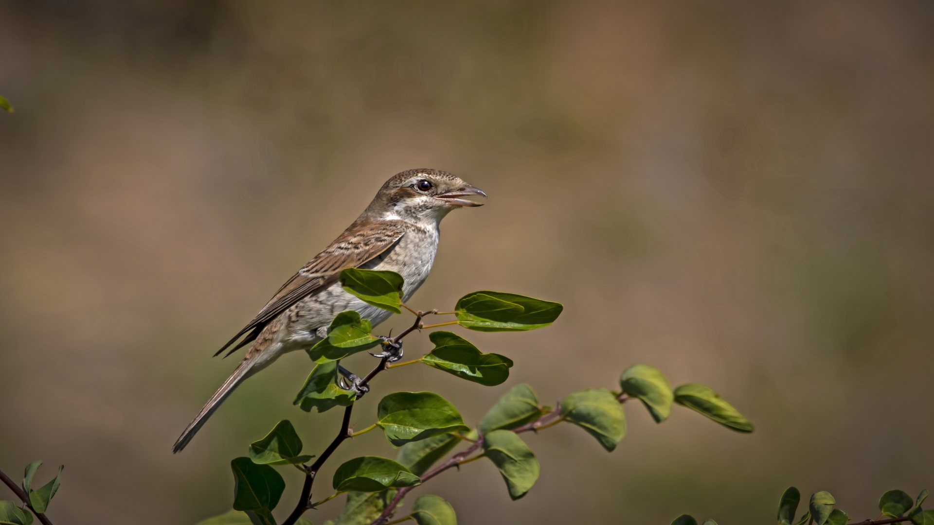 Kızılsırtlı örümcekkuşu » Red-backed Shrike » Lanius collurio