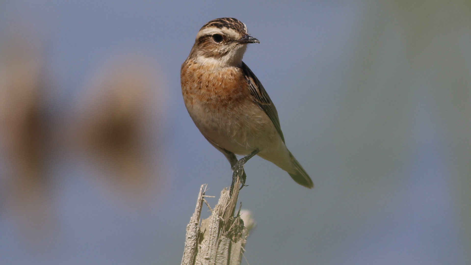 Çayır taşkuşu » Whinchat » Saxicola rubetra