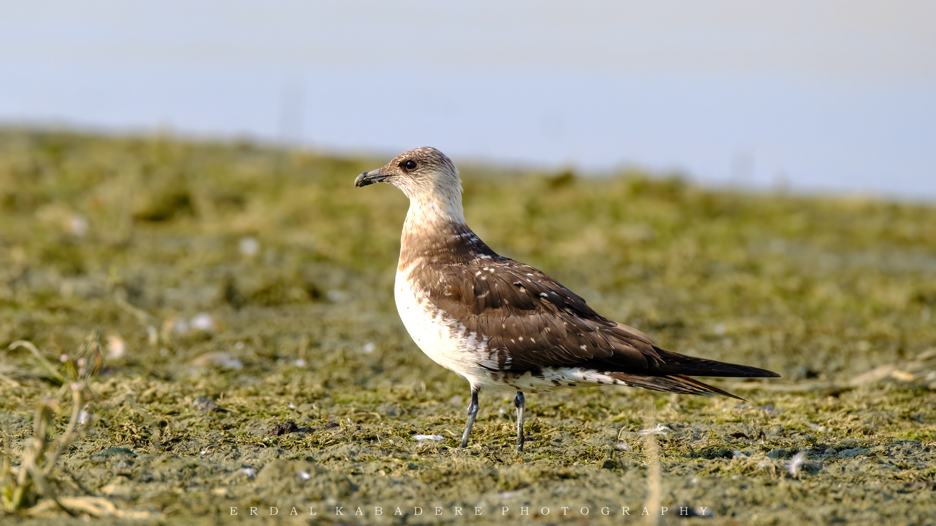 Korsanmartı » Parasitic Jaeger » Stercorarius parasiticus