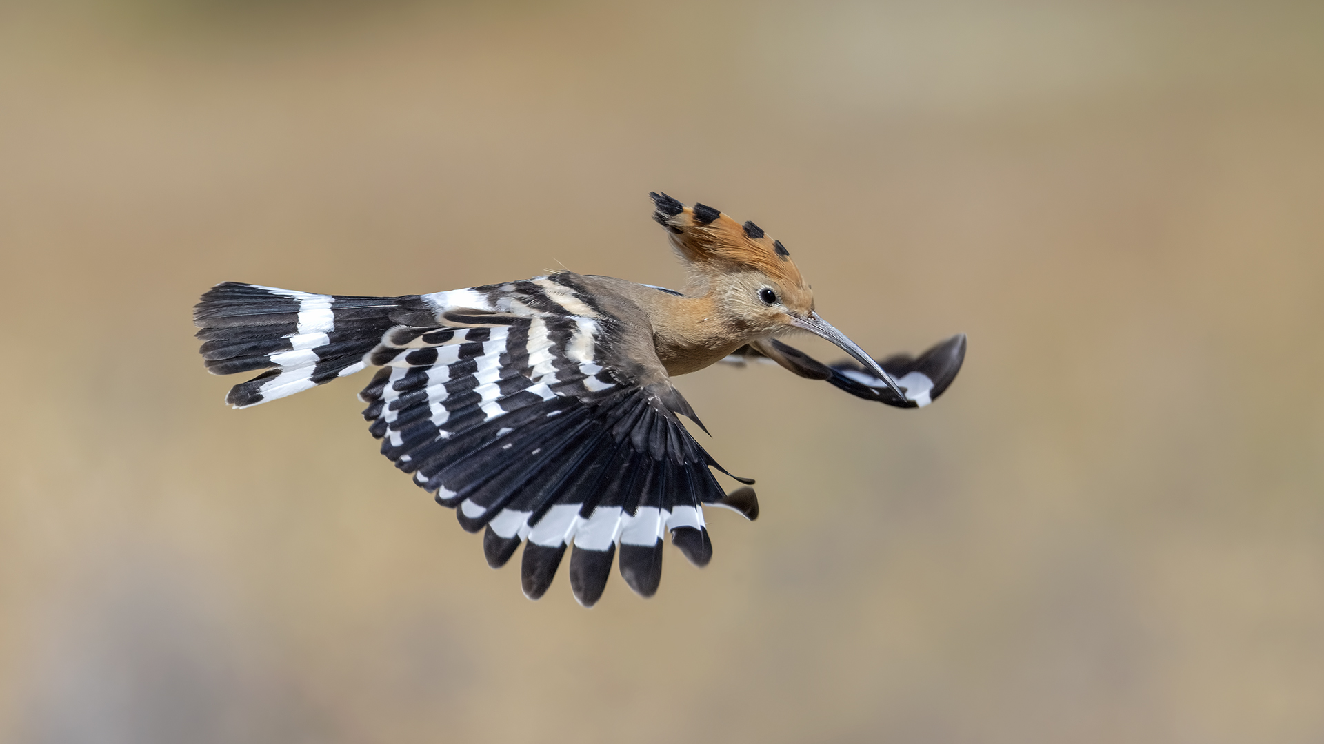 İbibik » Eurasian Hoopoe » Upupa epops