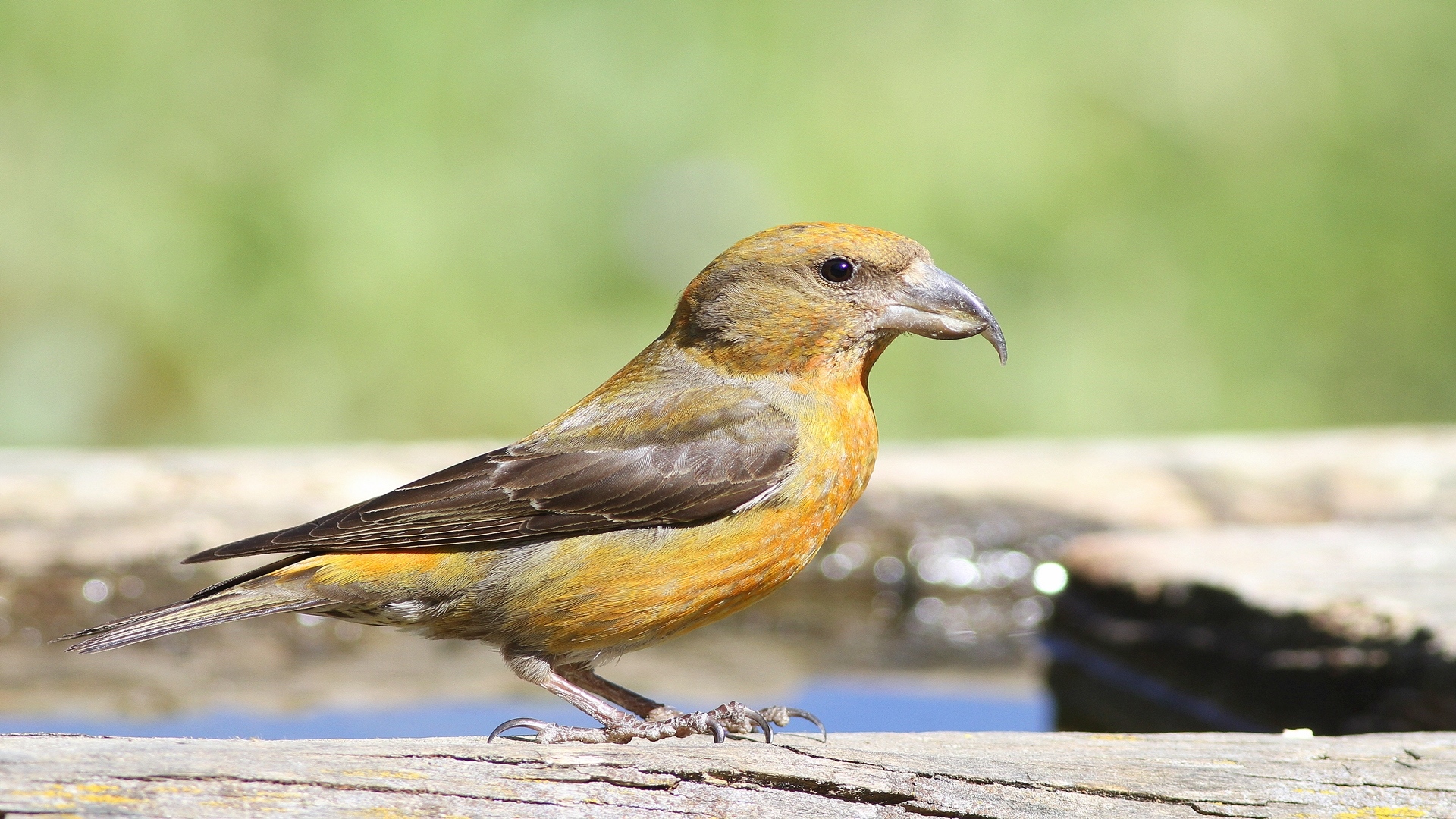 Çaprazgaga » Red Crossbill » Loxia curvirostra