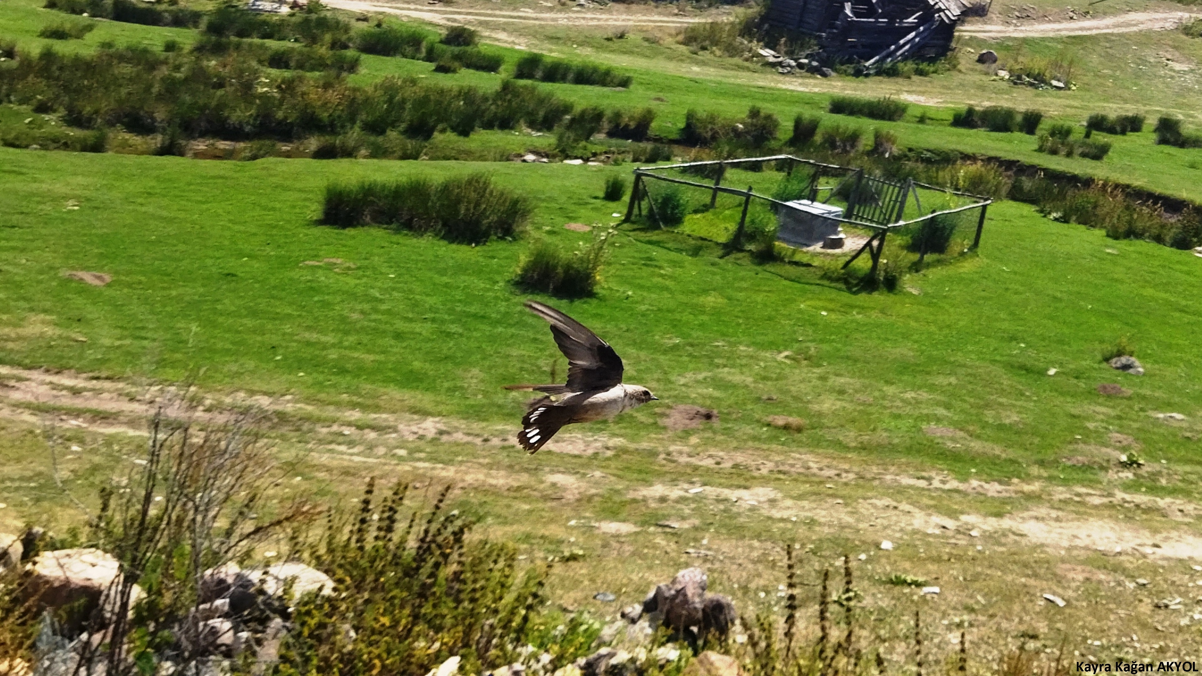 Kaya kırlangıcı » Eurasian Crag Martin » Ptyonoprogne rupestris