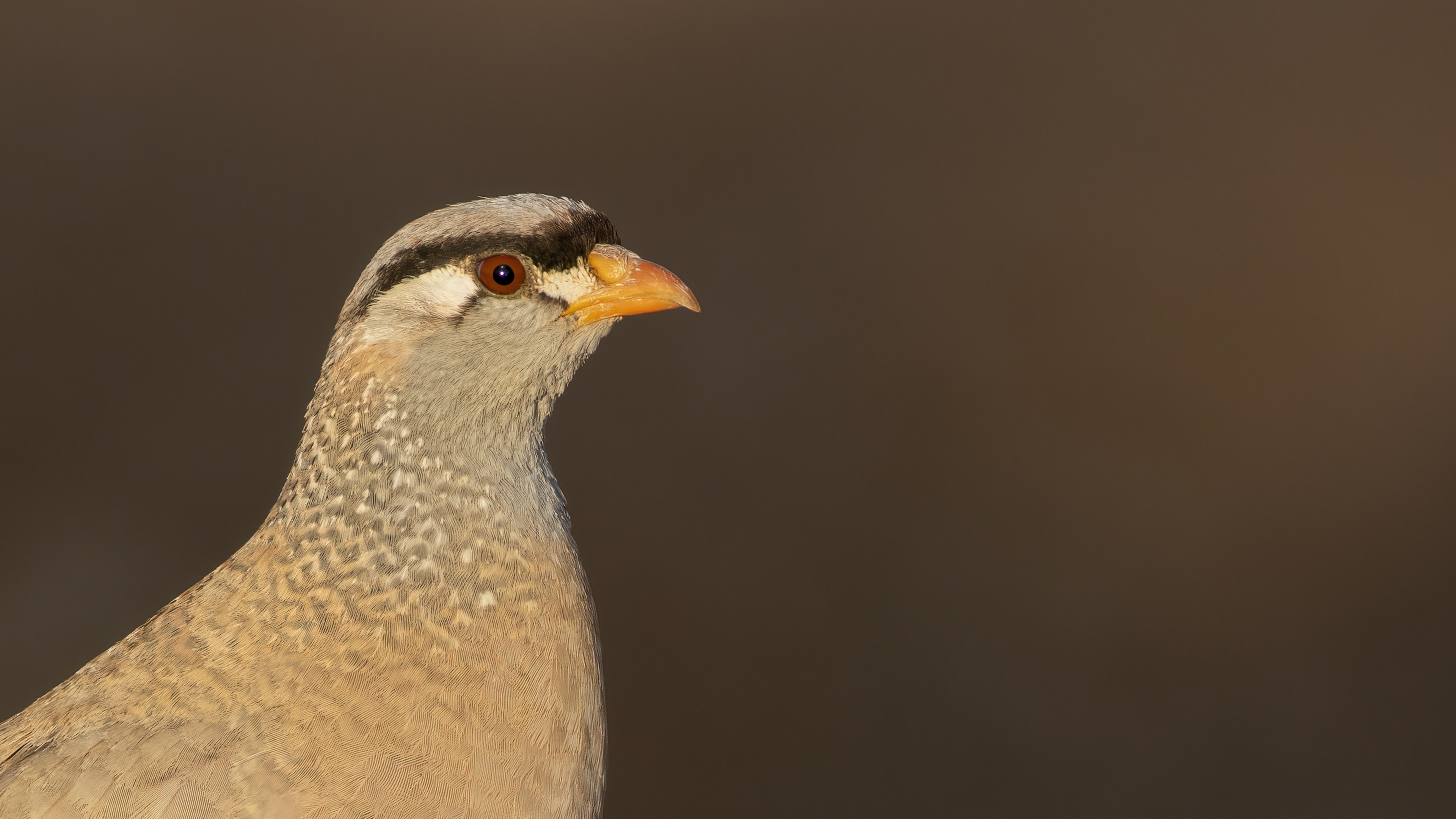 Kum kekliği » See-see Partridge » Ammoperdix griseogularis