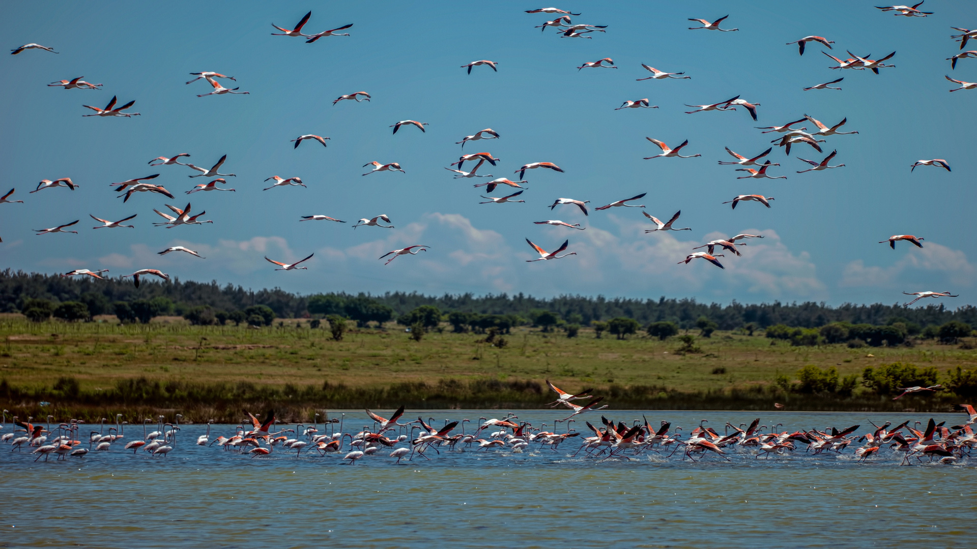 Flamingo » Greater Flamingo » Phoenicopterus roseus