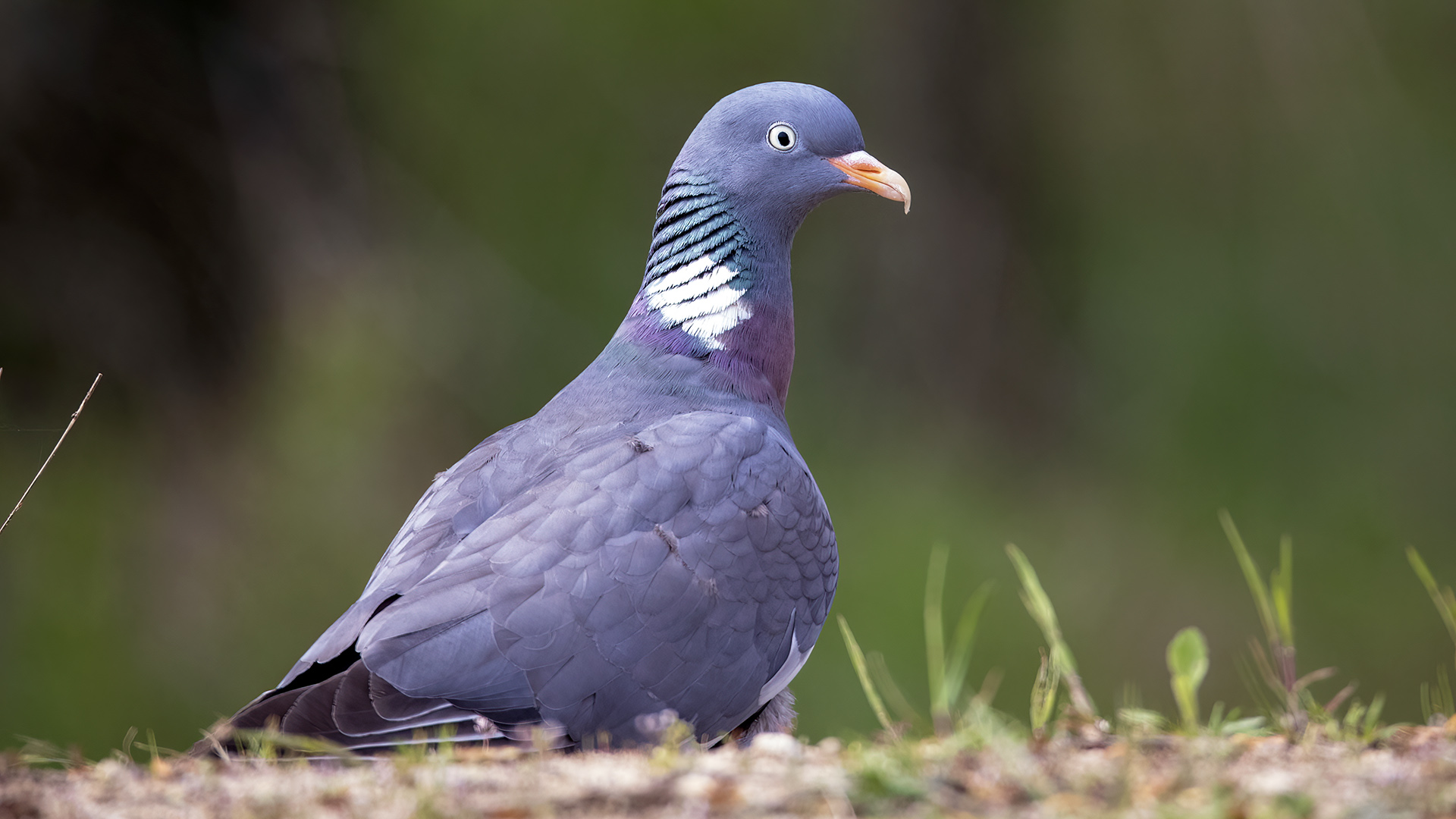 Tahtalı » Common Wood Pigeon » Columba palumbus