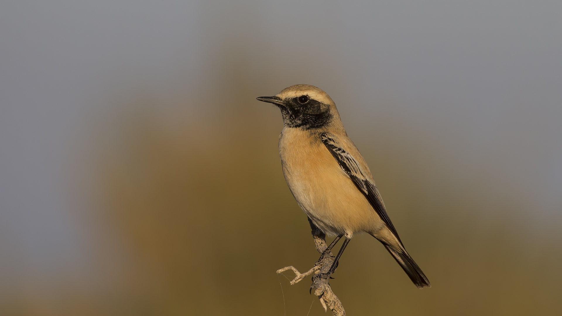 Çöl kuyrukkakanı » Desert Wheatear » Oenanthe deserti