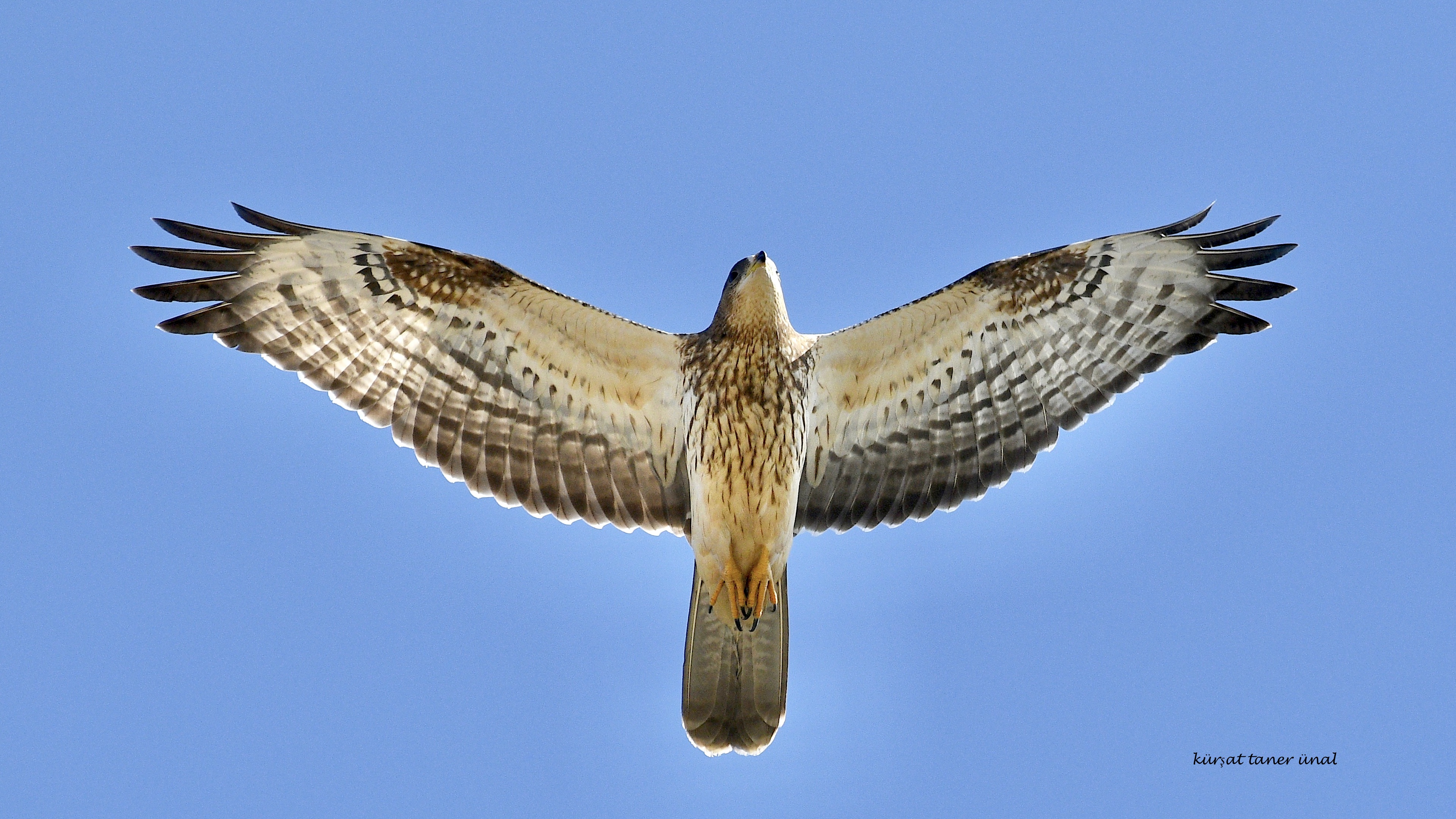 Arı şahini » European Honey Buzzard » Pernis apivorus