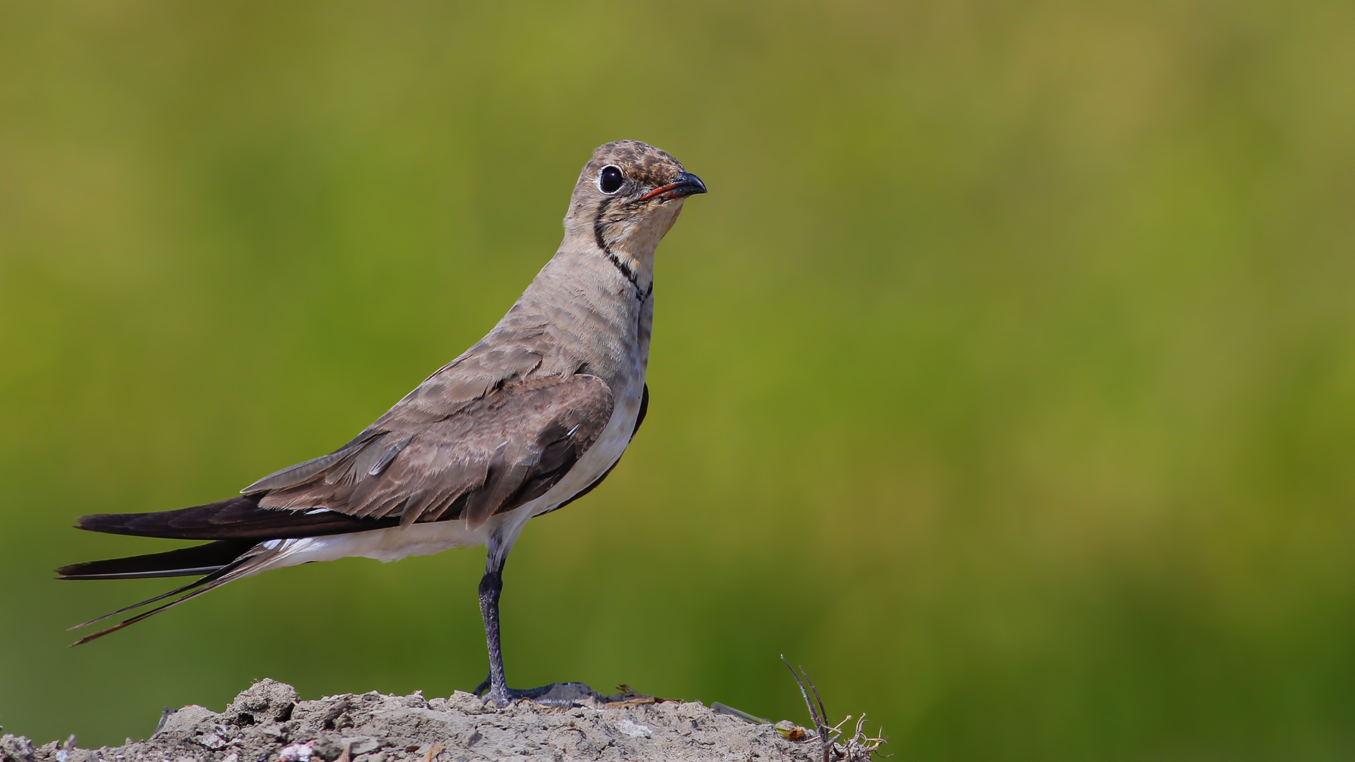 Bataklıkkırlangıcı » Collared Pratincole » Glareola pratincola