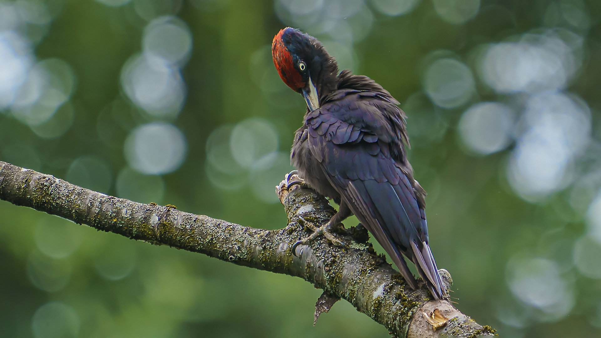 Kara ağaçkakan » Black Woodpecker » Dryocopus martius