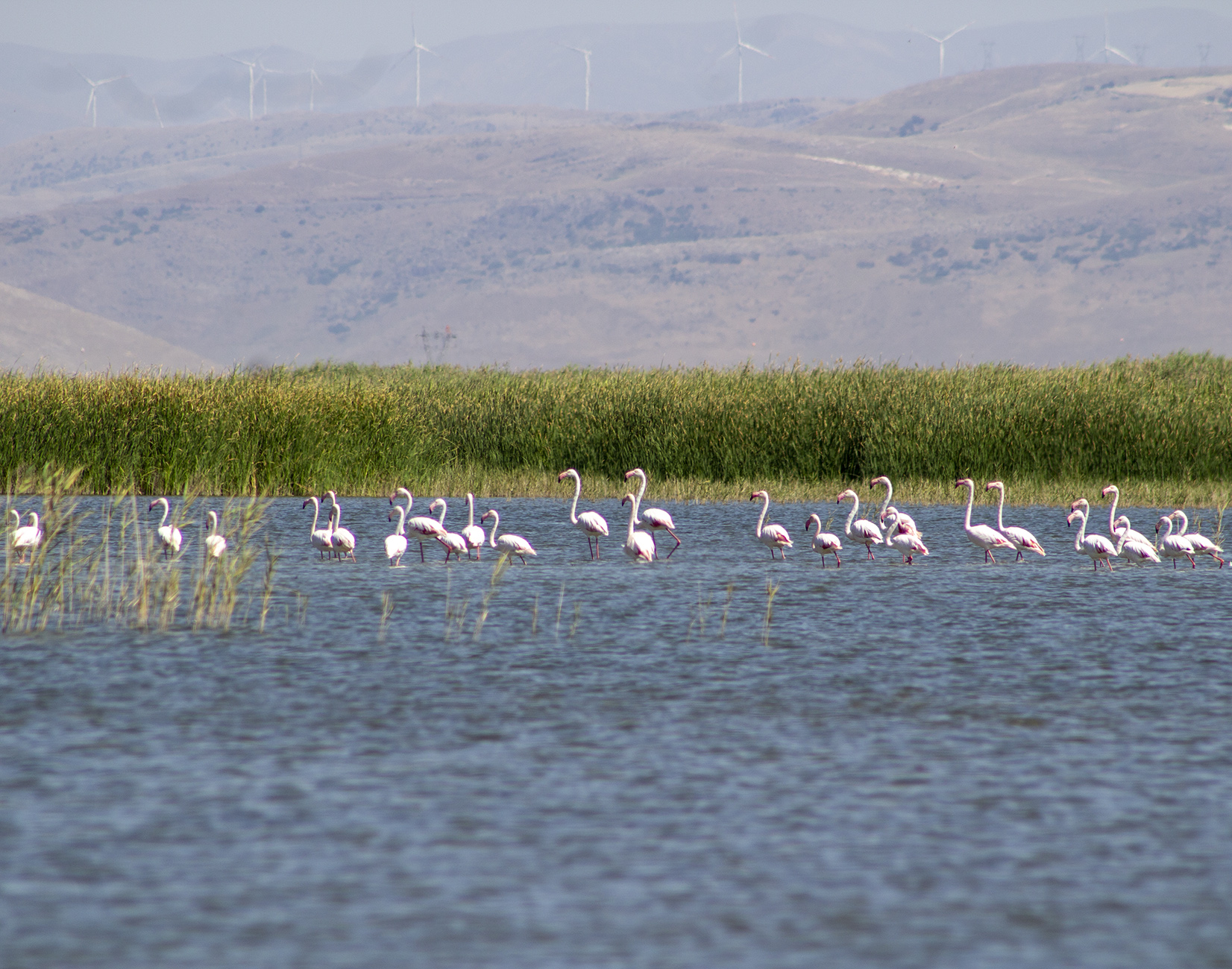 Flamingo