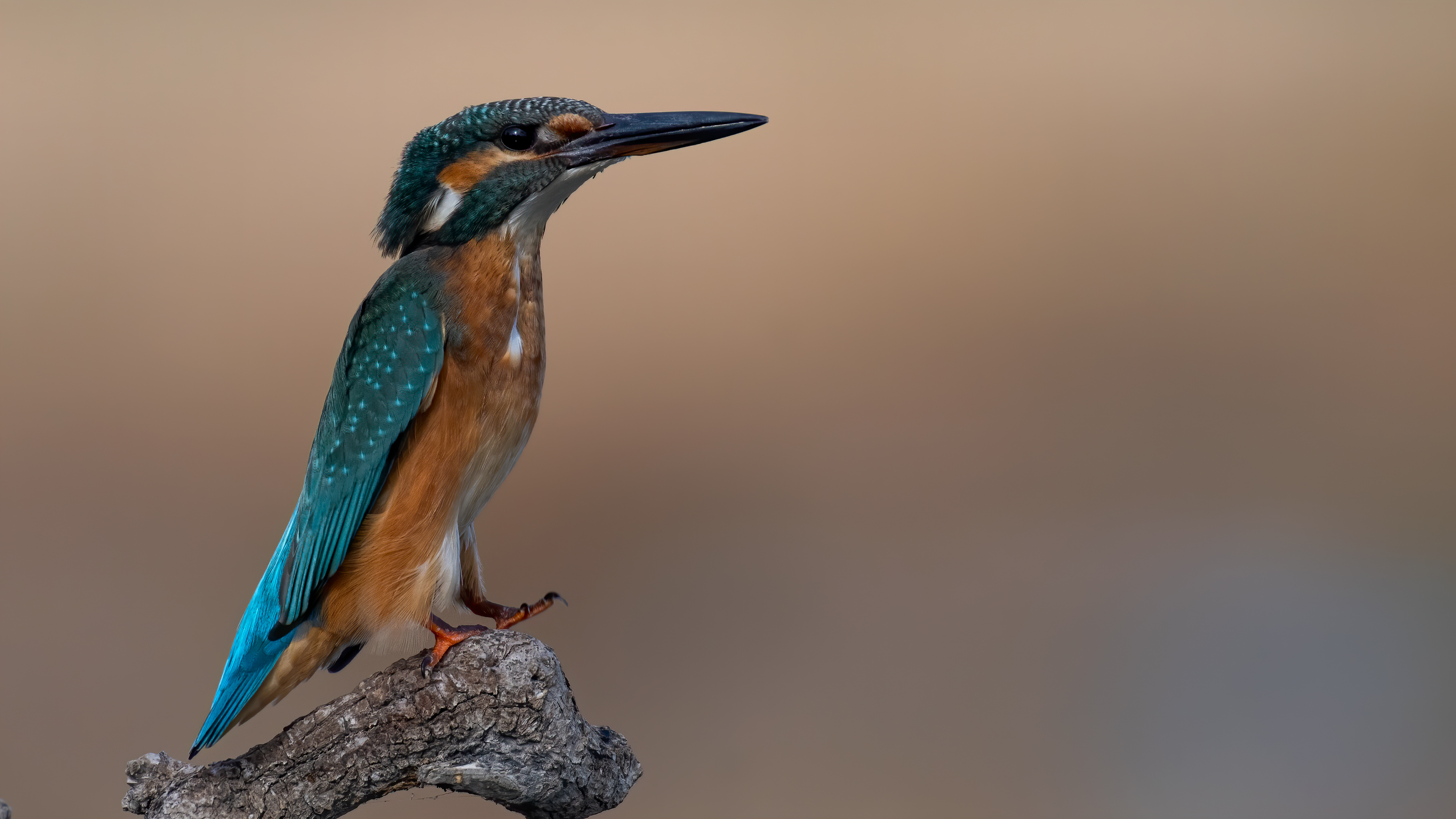 Yalıçapkını » Common Kingfisher » Alcedo atthis