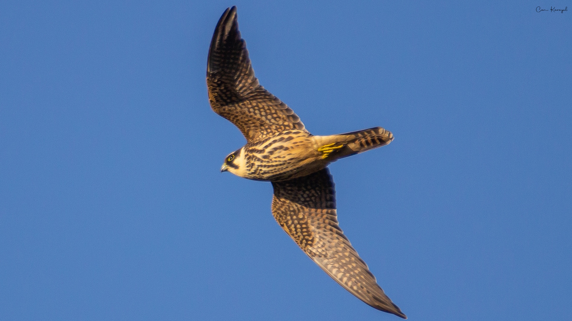 Delice doğan » Eurasian Hobby » Falco subbuteo