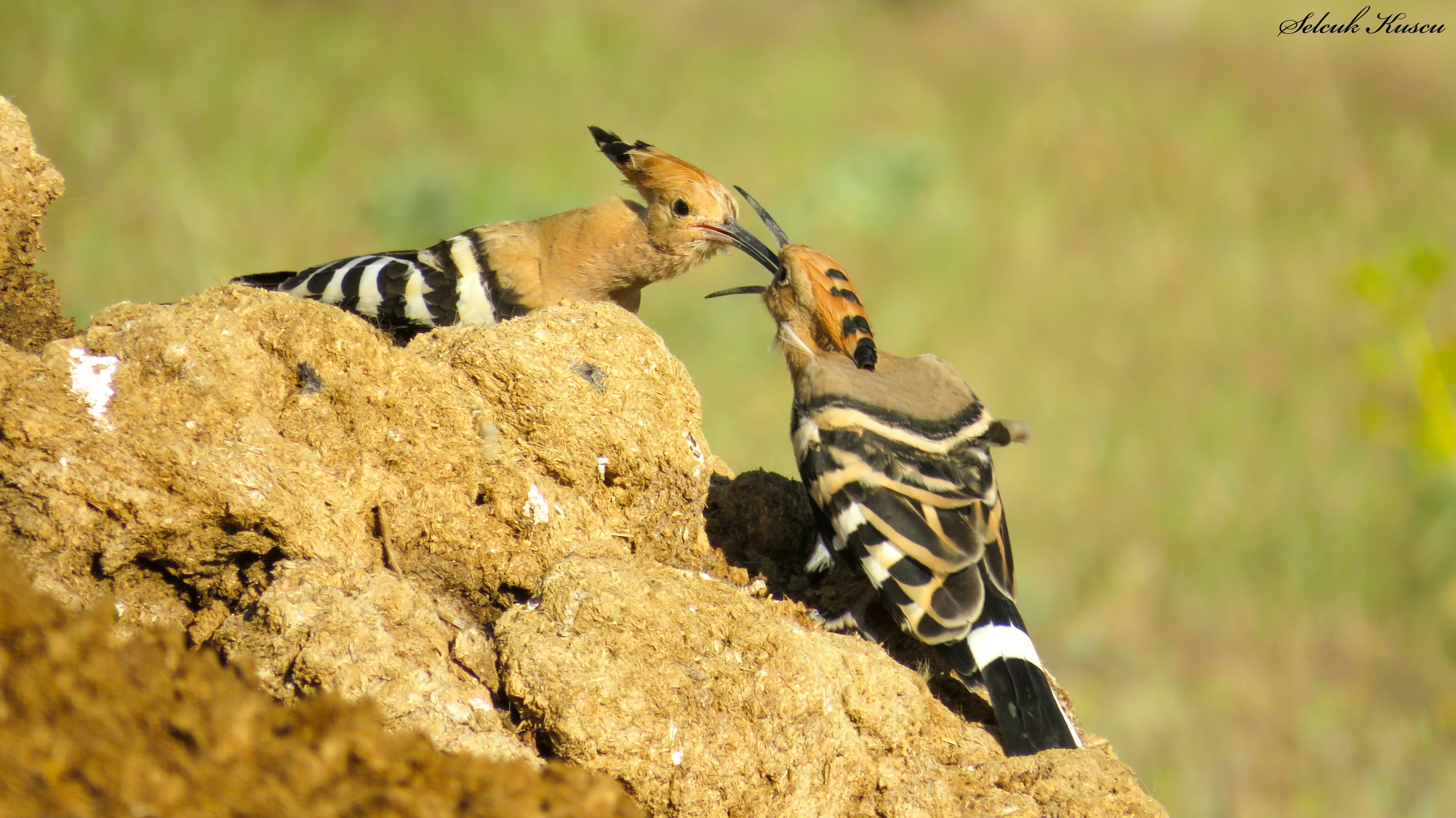 İbibik » Eurasian Hoopoe » Upupa epops