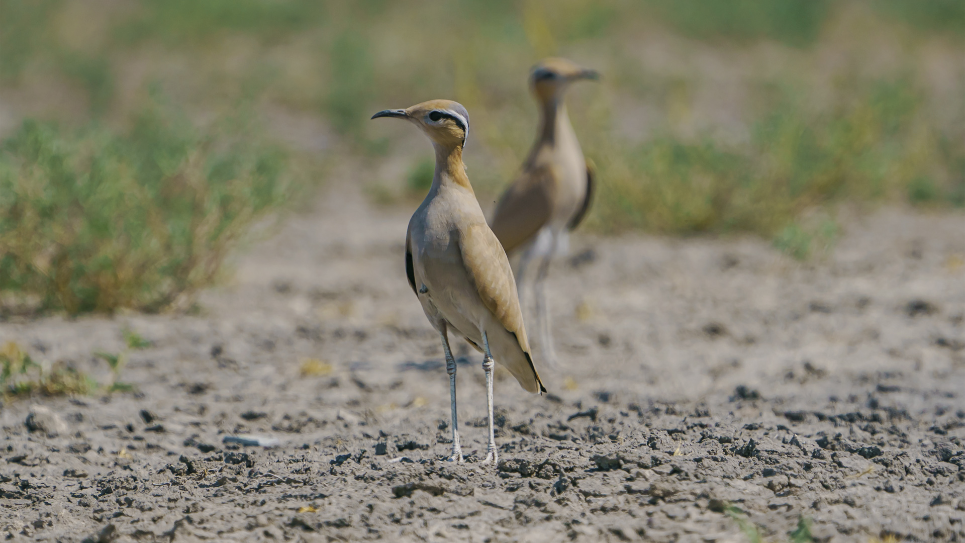 Çölkoşarı » Cream-colored Courser » Cursorius cursor